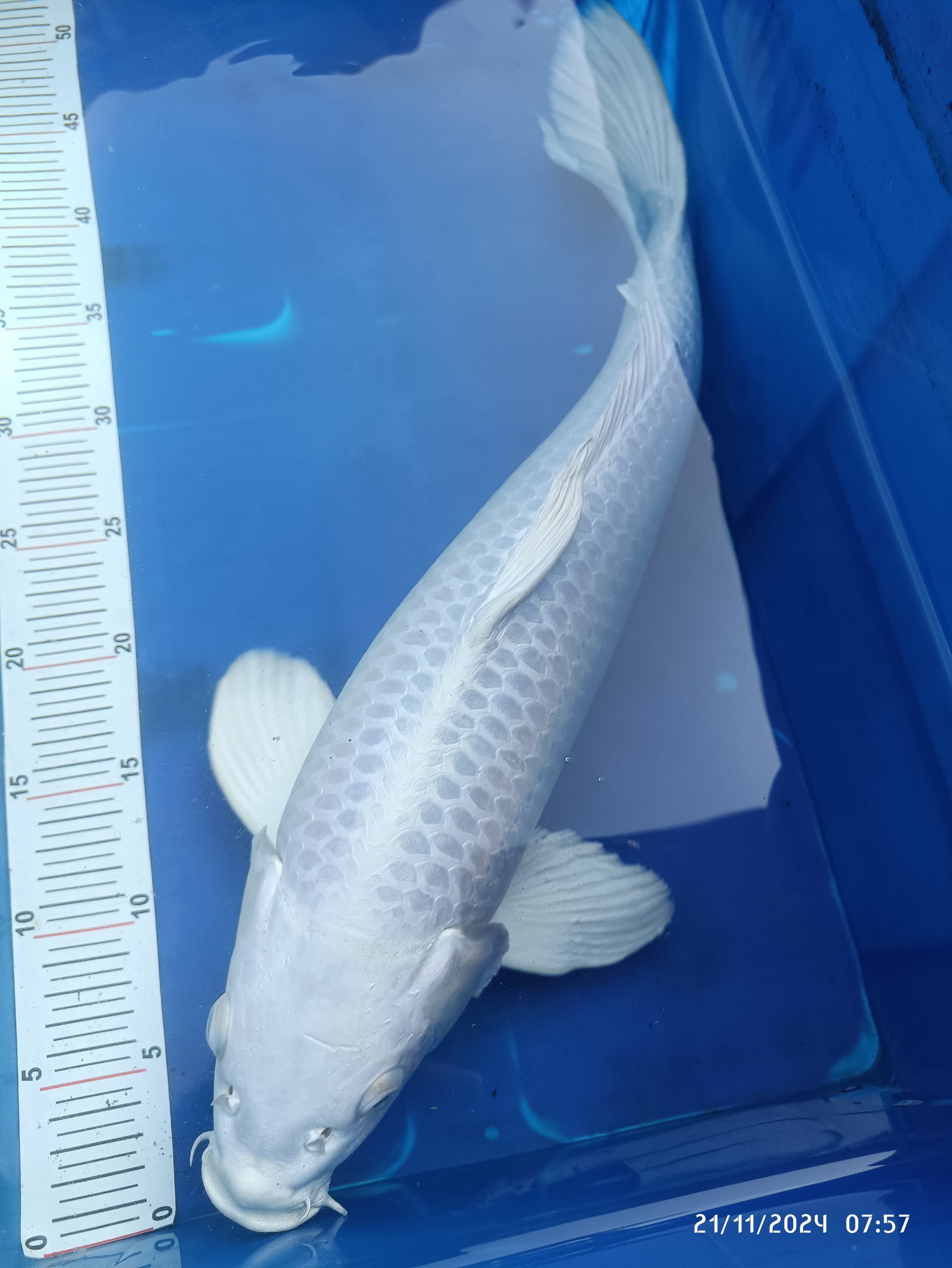 Lelang Koi Online, Jual Beli Ikan Koi, Pusat Jual Beli Koi, Info Lelang Koi Hari Ini, Platform Jual Beli Koi, Jual Beli Ikan Koi Online, Marketplace Ikan Koi, Jual Koi Terbaik, Tempat Beli Koi Berkualitas, Pasar Ikan Koi Online Terpercaya, Penjual Ikan Koi Terpercaya, Beli Koi Hias Online, Ikan Koi untuk Dijual, Koi Kualitas Terbaik, Toko Online Ikan Koi, Koi Hias Untuk Dijual, Jual Beli Ikan Koi Lokal, Koi Indonesia Online, Pusat Jual Beli Koi Terbesar