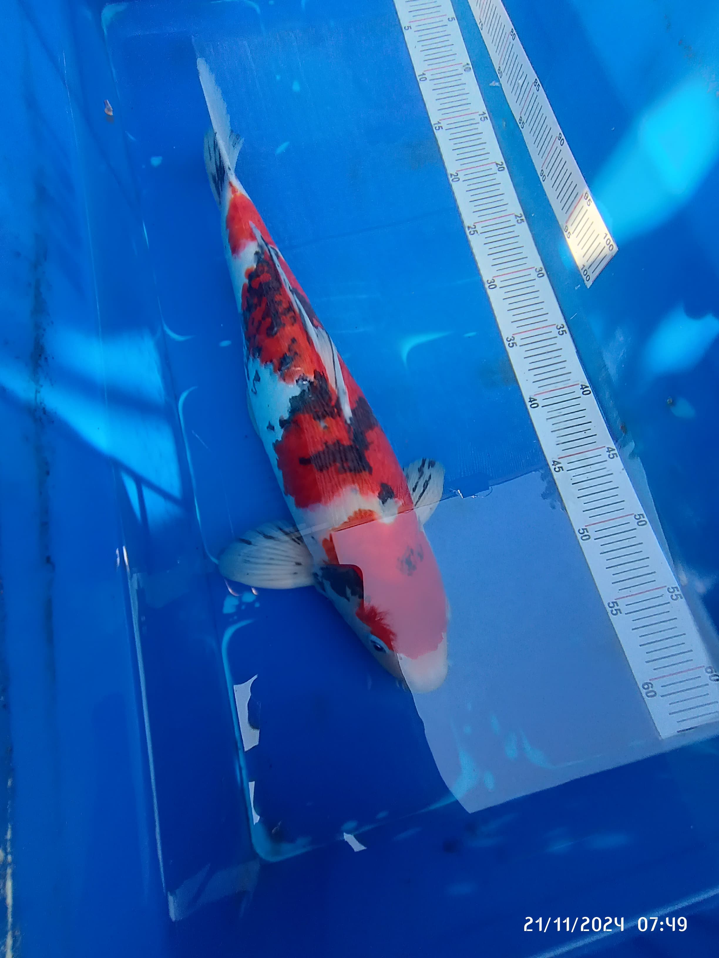 Lelang Koi Online, Jual Beli Ikan Koi, Pusat Jual Beli Koi, Info Lelang Koi Hari Ini, Platform Jual Beli Koi, Jual Beli Ikan Koi Online, Marketplace Ikan Koi, Jual Koi Terbaik, Tempat Beli Koi Berkualitas, Pasar Ikan Koi Online Terpercaya, Penjual Ikan Koi Terpercaya, Beli Koi Hias Online, Ikan Koi untuk Dijual, Koi Kualitas Terbaik, Toko Online Ikan Koi, Koi Hias Untuk Dijual, Jual Beli Ikan Koi Lokal, Koi Indonesia Online, Pusat Jual Beli Koi Terbesar