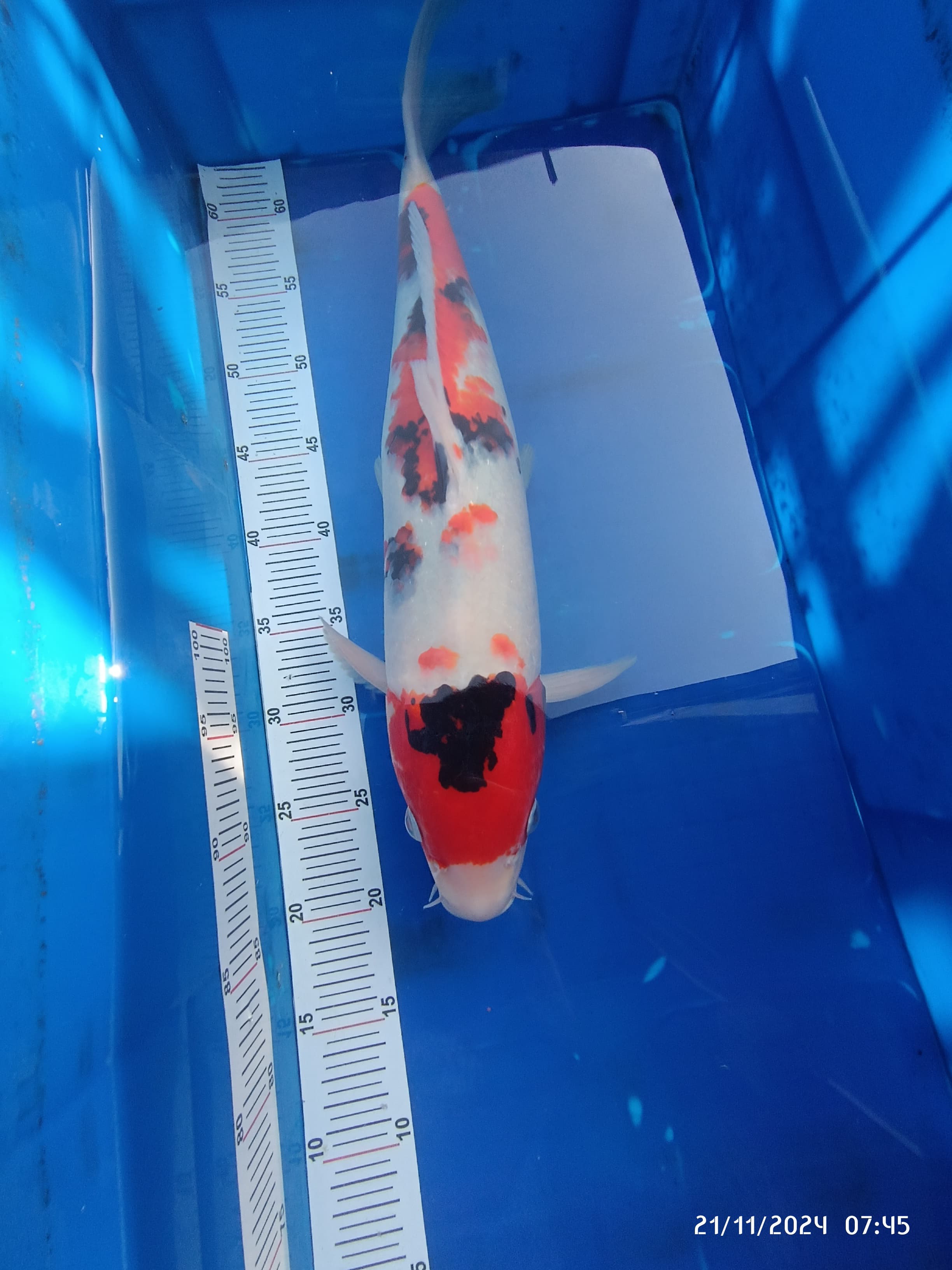 Lelang Koi Online, Jual Beli Ikan Koi, Pusat Jual Beli Koi, Info Lelang Koi Hari Ini, Platform Jual Beli Koi, Jual Beli Ikan Koi Online, Marketplace Ikan Koi, Jual Koi Terbaik, Tempat Beli Koi Berkualitas, Pasar Ikan Koi Online Terpercaya, Penjual Ikan Koi Terpercaya, Beli Koi Hias Online, Ikan Koi untuk Dijual, Koi Kualitas Terbaik, Toko Online Ikan Koi, Koi Hias Untuk Dijual, Jual Beli Ikan Koi Lokal, Koi Indonesia Online, Pusat Jual Beli Koi Terbesar