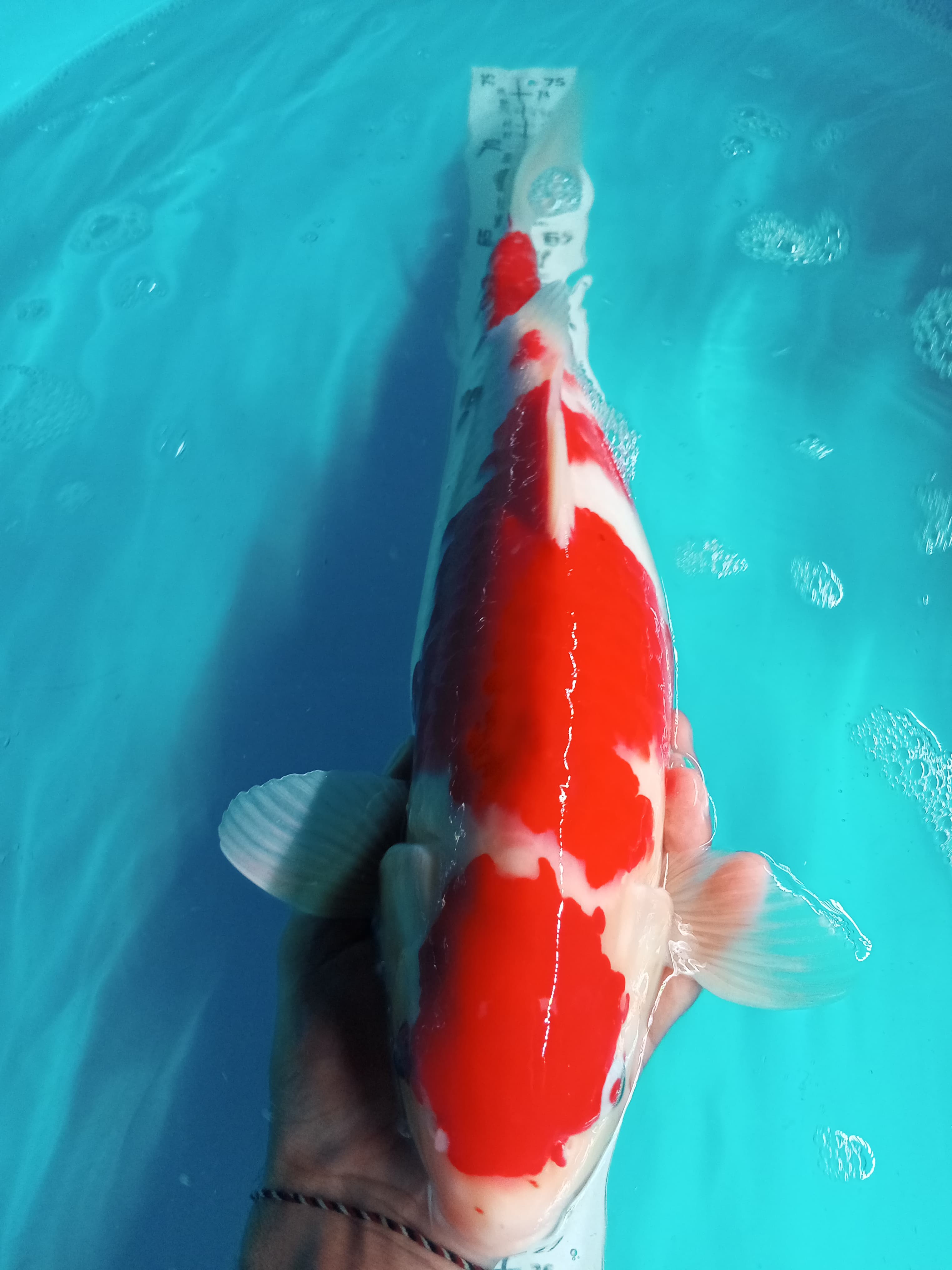 Lelang Koi Online, Jual Beli Ikan Koi, Pusat Jual Beli Koi, Info Lelang Koi Hari Ini, Platform Jual Beli Koi, Jual Beli Ikan Koi Online, Marketplace Ikan Koi, Jual Koi Terbaik, Tempat Beli Koi Berkualitas, Pasar Ikan Koi Online Terpercaya, Penjual Ikan Koi Terpercaya, Beli Koi Hias Online, Ikan Koi untuk Dijual, Koi Kualitas Terbaik, Toko Online Ikan Koi, Koi Hias Untuk Dijual, Jual Beli Ikan Koi Lokal, Koi Indonesia Online, Pusat Jual Beli Koi Terbesar