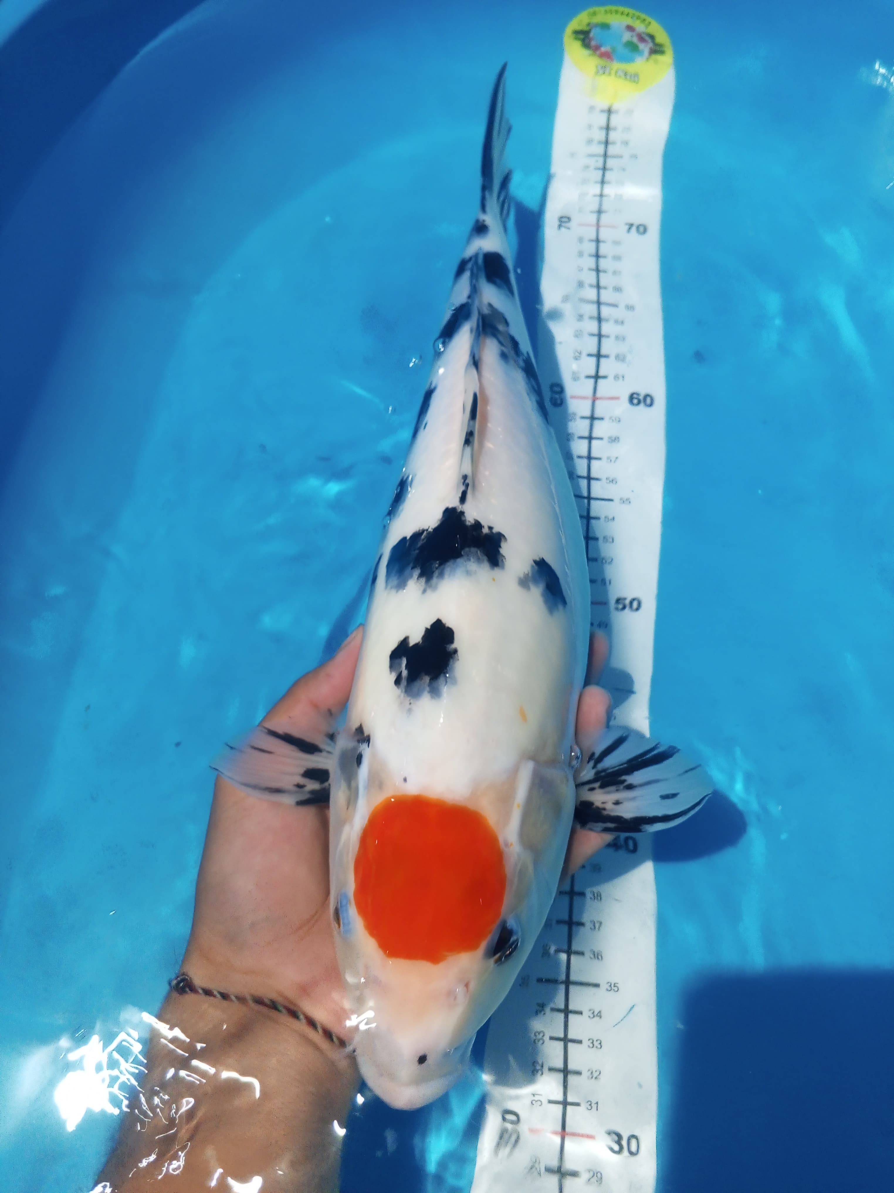 Lelang Koi Online, Jual Beli Ikan Koi, Pusat Jual Beli Koi, Info Lelang Koi Hari Ini, Platform Jual Beli Koi, Jual Beli Ikan Koi Online, Marketplace Ikan Koi, Jual Koi Terbaik, Tempat Beli Koi Berkualitas, Pasar Ikan Koi Online Terpercaya, Penjual Ikan Koi Terpercaya, Beli Koi Hias Online, Ikan Koi untuk Dijual, Koi Kualitas Terbaik, Toko Online Ikan Koi, Koi Hias Untuk Dijual, Jual Beli Ikan Koi Lokal, Koi Indonesia Online, Pusat Jual Beli Koi Terbesar