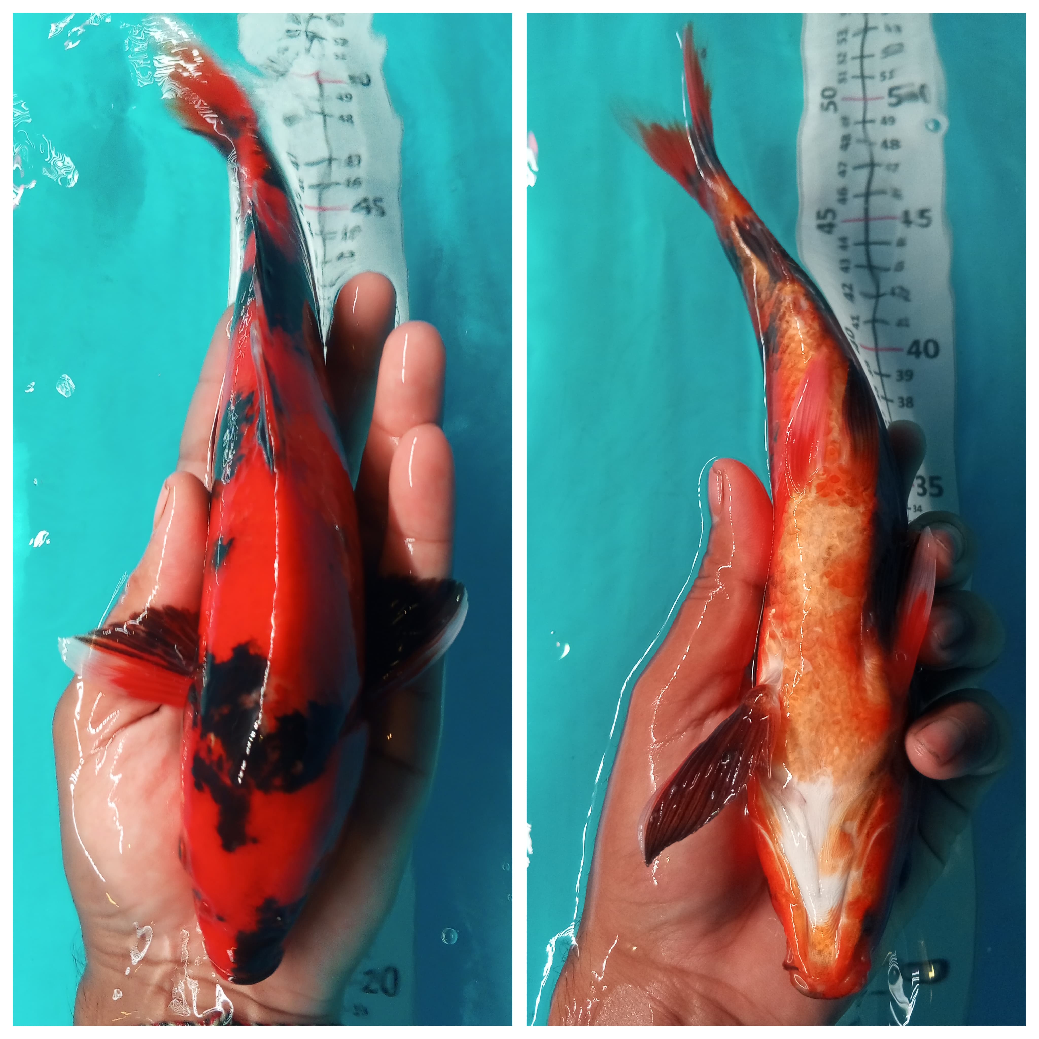 Lelang Koi Online, Jual Beli Ikan Koi, Pusat Jual Beli Koi, Info Lelang Koi Hari Ini, Platform Jual Beli Koi, Jual Beli Ikan Koi Online, Marketplace Ikan Koi, Jual Koi Terbaik, Tempat Beli Koi Berkualitas, Pasar Ikan Koi Online Terpercaya, Penjual Ikan Koi Terpercaya, Beli Koi Hias Online, Ikan Koi untuk Dijual, Koi Kualitas Terbaik, Toko Online Ikan Koi, Koi Hias Untuk Dijual, Jual Beli Ikan Koi Lokal, Koi Indonesia Online, Pusat Jual Beli Koi Terbesar