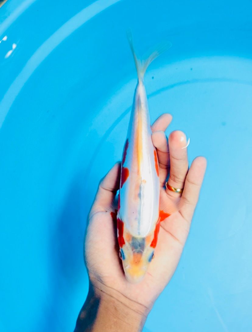 Lelang Koi Online, Jual Beli Ikan Koi, Pusat Jual Beli Koi, Info Lelang Koi Hari Ini, Platform Jual Beli Koi, Jual Beli Ikan Koi Online, Marketplace Ikan Koi, Jual Koi Terbaik, Tempat Beli Koi Berkualitas, Pasar Ikan Koi Online Terpercaya, Penjual Ikan Koi Terpercaya, Beli Koi Hias Online, Ikan Koi untuk Dijual, Koi Kualitas Terbaik, Toko Online Ikan Koi, Koi Hias Untuk Dijual, Jual Beli Ikan Koi Lokal, Koi Indonesia Online, Pusat Jual Beli Koi Terbesar