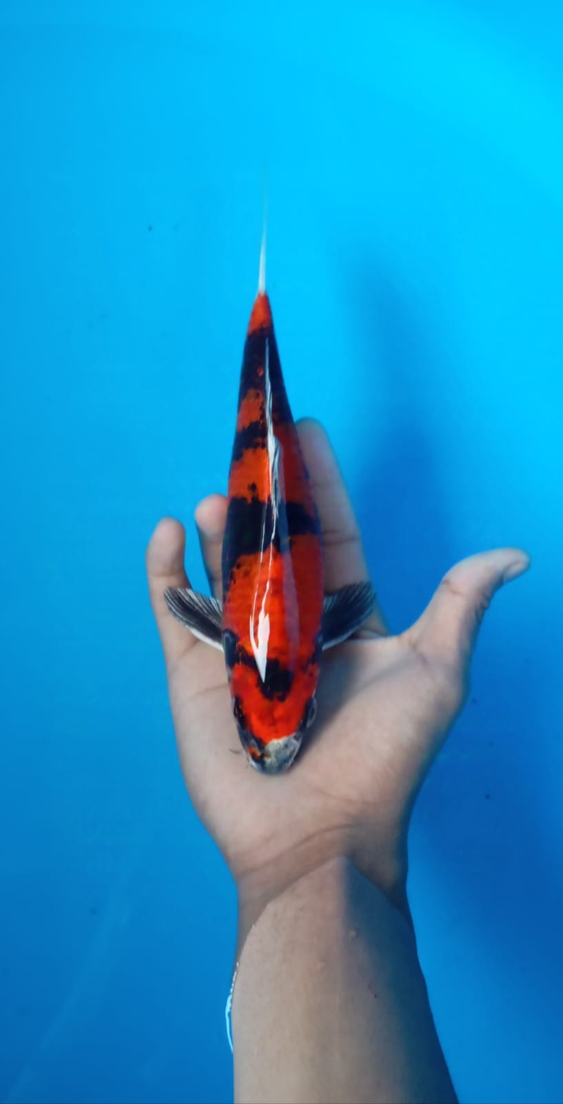 Lelang Koi Online, Jual Beli Ikan Koi, Pusat Jual Beli Koi, Info Lelang Koi Hari Ini, Platform Jual Beli Koi, Jual Beli Ikan Koi Online, Marketplace Ikan Koi, Jual Koi Terbaik, Tempat Beli Koi Berkualitas, Pasar Ikan Koi Online Terpercaya, Penjual Ikan Koi Terpercaya, Beli Koi Hias Online, Ikan Koi untuk Dijual, Koi Kualitas Terbaik, Toko Online Ikan Koi, Koi Hias Untuk Dijual, Jual Beli Ikan Koi Lokal, Koi Indonesia Online, Pusat Jual Beli Koi Terbesar