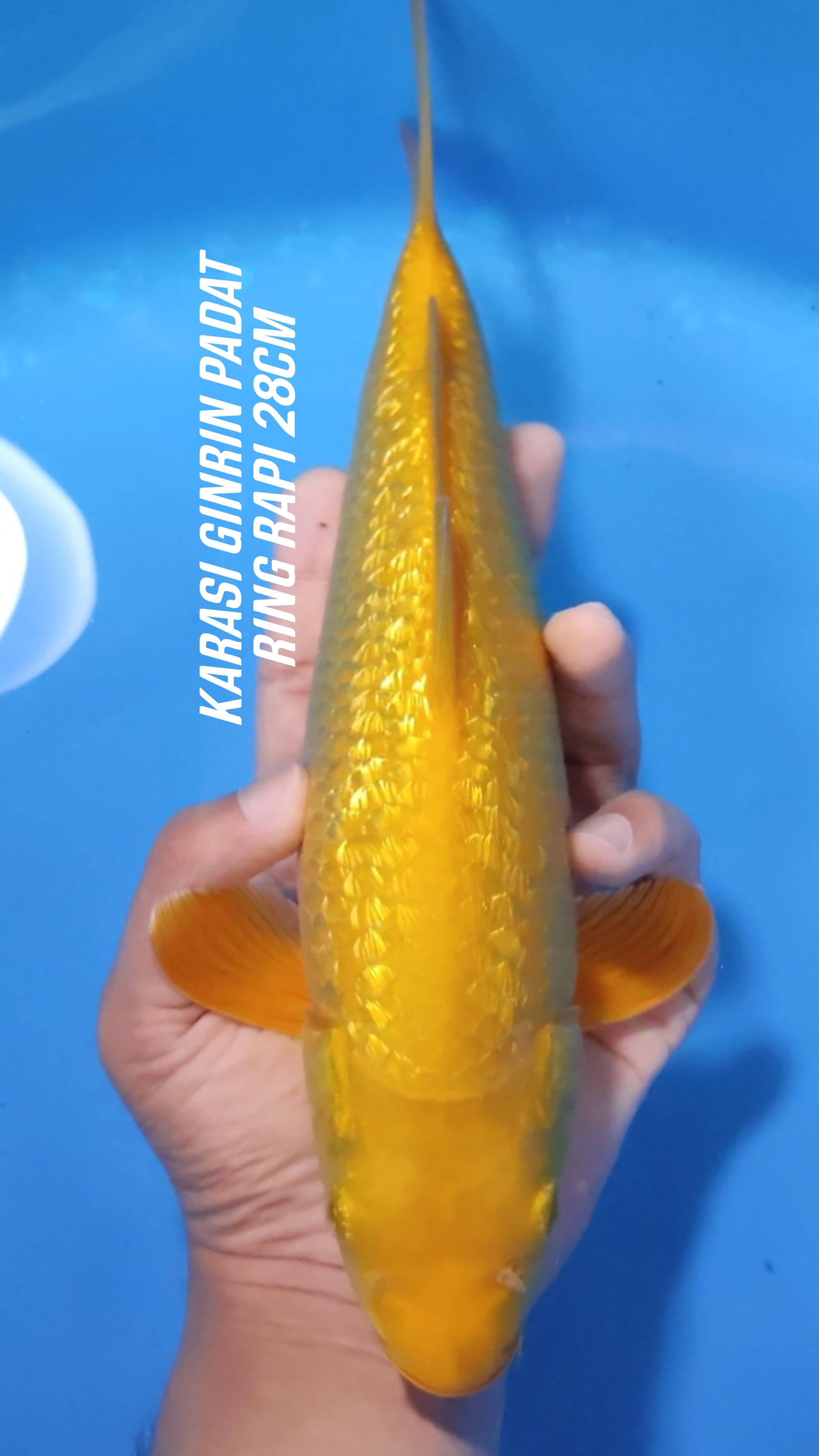 Lelang Koi Online, Jual Beli Ikan Koi, Pusat Jual Beli Koi, Info Lelang Koi Hari Ini, Platform Jual Beli Koi, Jual Beli Ikan Koi Online, Marketplace Ikan Koi, Jual Koi Terbaik, Tempat Beli Koi Berkualitas, Pasar Ikan Koi Online Terpercaya, Penjual Ikan Koi Terpercaya, Beli Koi Hias Online, Ikan Koi untuk Dijual, Koi Kualitas Terbaik, Toko Online Ikan Koi, Koi Hias Untuk Dijual, Jual Beli Ikan Koi Lokal, Koi Indonesia Online, Pusat Jual Beli Koi Terbesar