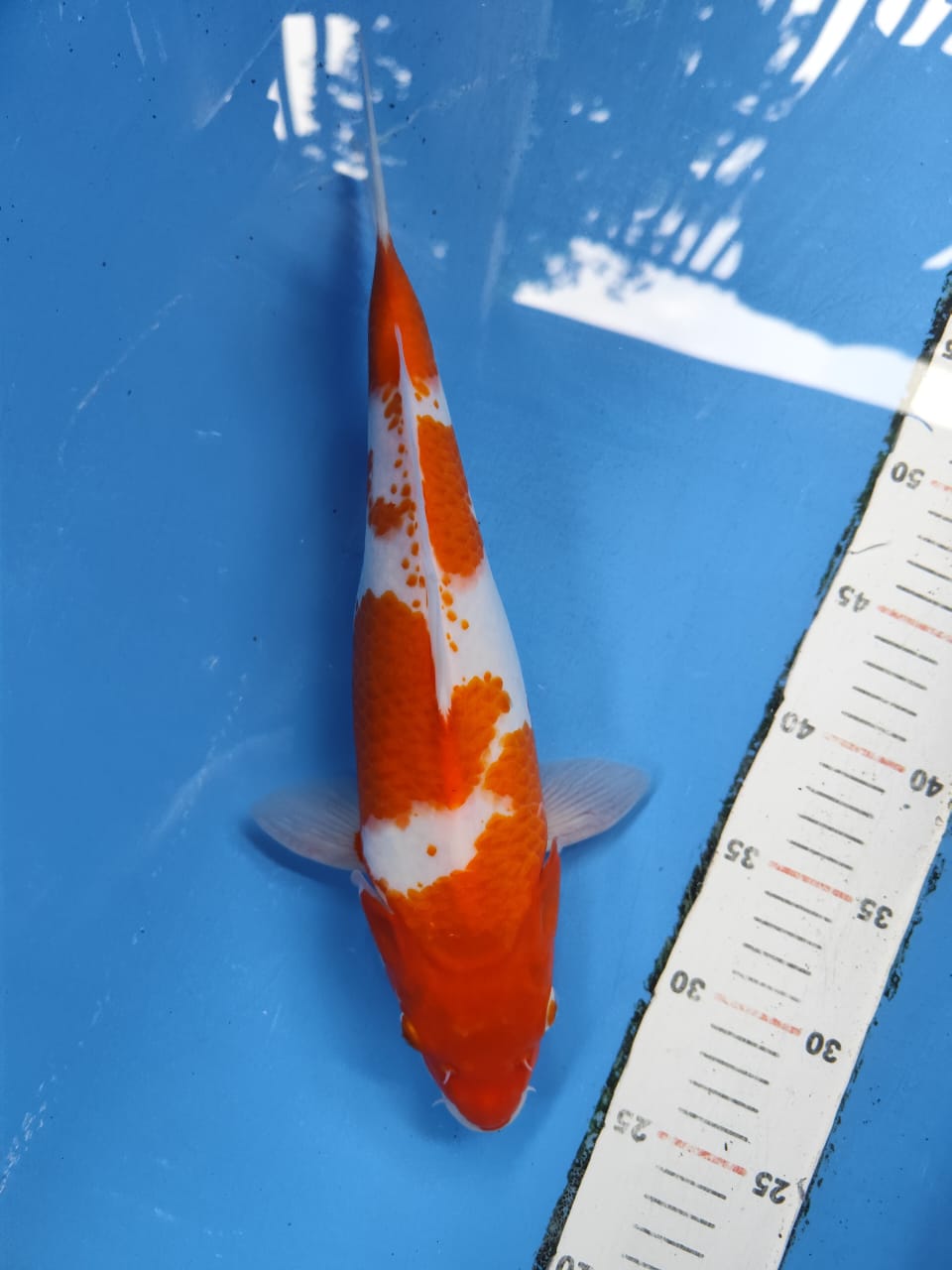 Lelang Koi Online, Jual Beli Ikan Koi, Pusat Jual Beli Koi, Info Lelang Koi Hari Ini, Platform Jual Beli Koi, Jual Beli Ikan Koi Online, Marketplace Ikan Koi, Jual Koi Terbaik, Tempat Beli Koi Berkualitas, Pasar Ikan Koi Online Terpercaya, Penjual Ikan Koi Terpercaya, Beli Koi Hias Online, Ikan Koi untuk Dijual, Koi Kualitas Terbaik, Toko Online Ikan Koi, Koi Hias Untuk Dijual, Jual Beli Ikan Koi Lokal, Koi Indonesia Online, Pusat Jual Beli Koi Terbesar