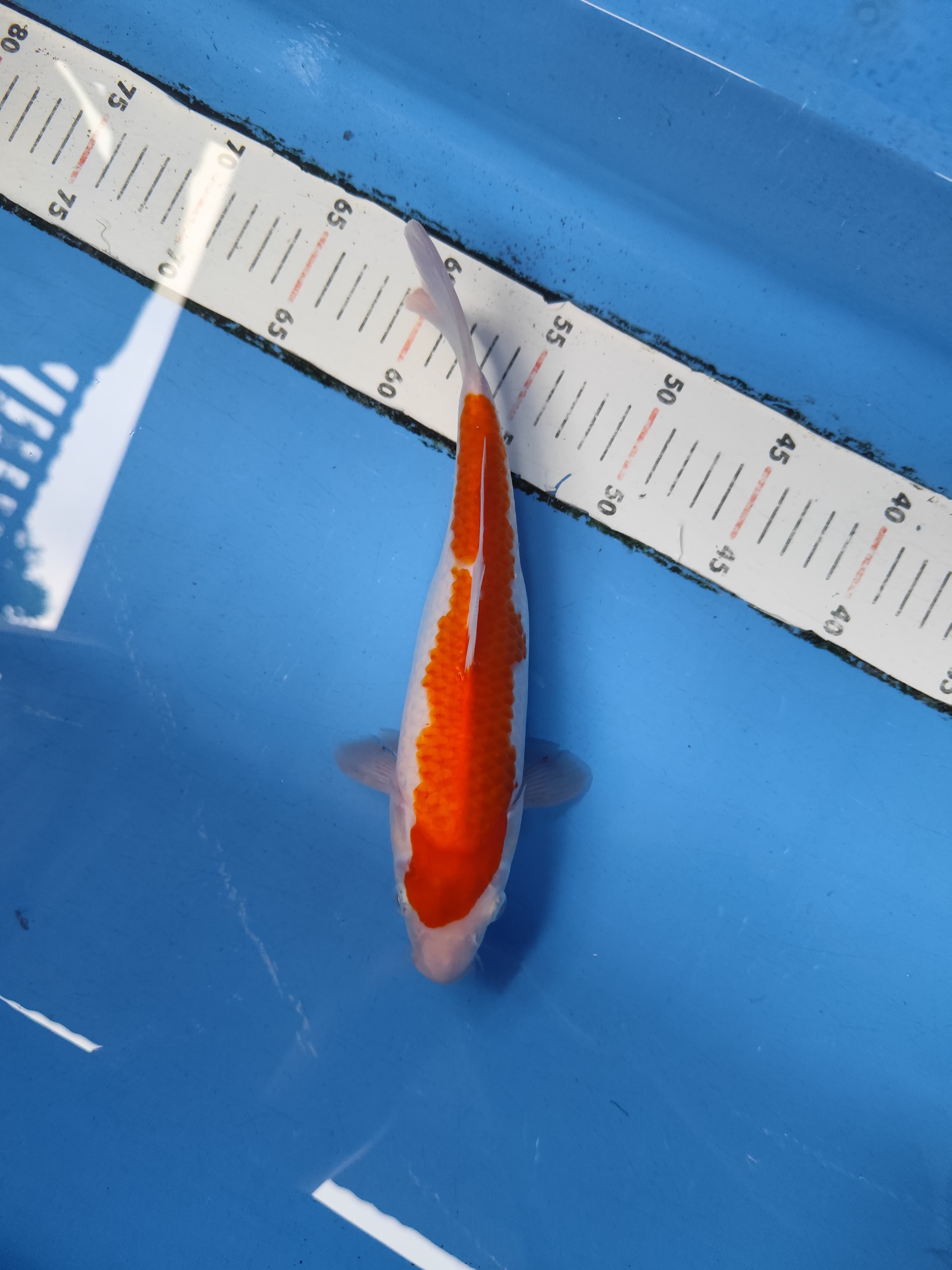 Lelang Koi Online, Jual Beli Ikan Koi, Pusat Jual Beli Koi, Info Lelang Koi Hari Ini, Platform Jual Beli Koi, Jual Beli Ikan Koi Online, Marketplace Ikan Koi, Jual Koi Terbaik, Tempat Beli Koi Berkualitas, Pasar Ikan Koi Online Terpercaya, Penjual Ikan Koi Terpercaya, Beli Koi Hias Online, Ikan Koi untuk Dijual, Koi Kualitas Terbaik, Toko Online Ikan Koi, Koi Hias Untuk Dijual, Jual Beli Ikan Koi Lokal, Koi Indonesia Online, Pusat Jual Beli Koi Terbesar