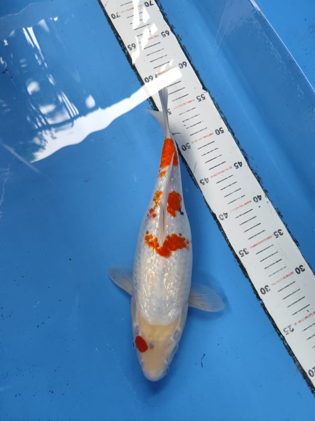 Lelang Koi Online, Jual Beli Ikan Koi, Pusat Jual Beli Koi, Info Lelang Koi Hari Ini, Platform Jual Beli Koi, Jual Beli Ikan Koi Online, Marketplace Ikan Koi, Jual Koi Terbaik, Tempat Beli Koi Berkualitas, Pasar Ikan Koi Online Terpercaya, Penjual Ikan Koi Terpercaya, Beli Koi Hias Online, Ikan Koi untuk Dijual, Koi Kualitas Terbaik, Toko Online Ikan Koi, Koi Hias Untuk Dijual, Jual Beli Ikan Koi Lokal, Koi Indonesia Online, Pusat Jual Beli Koi Terbesar