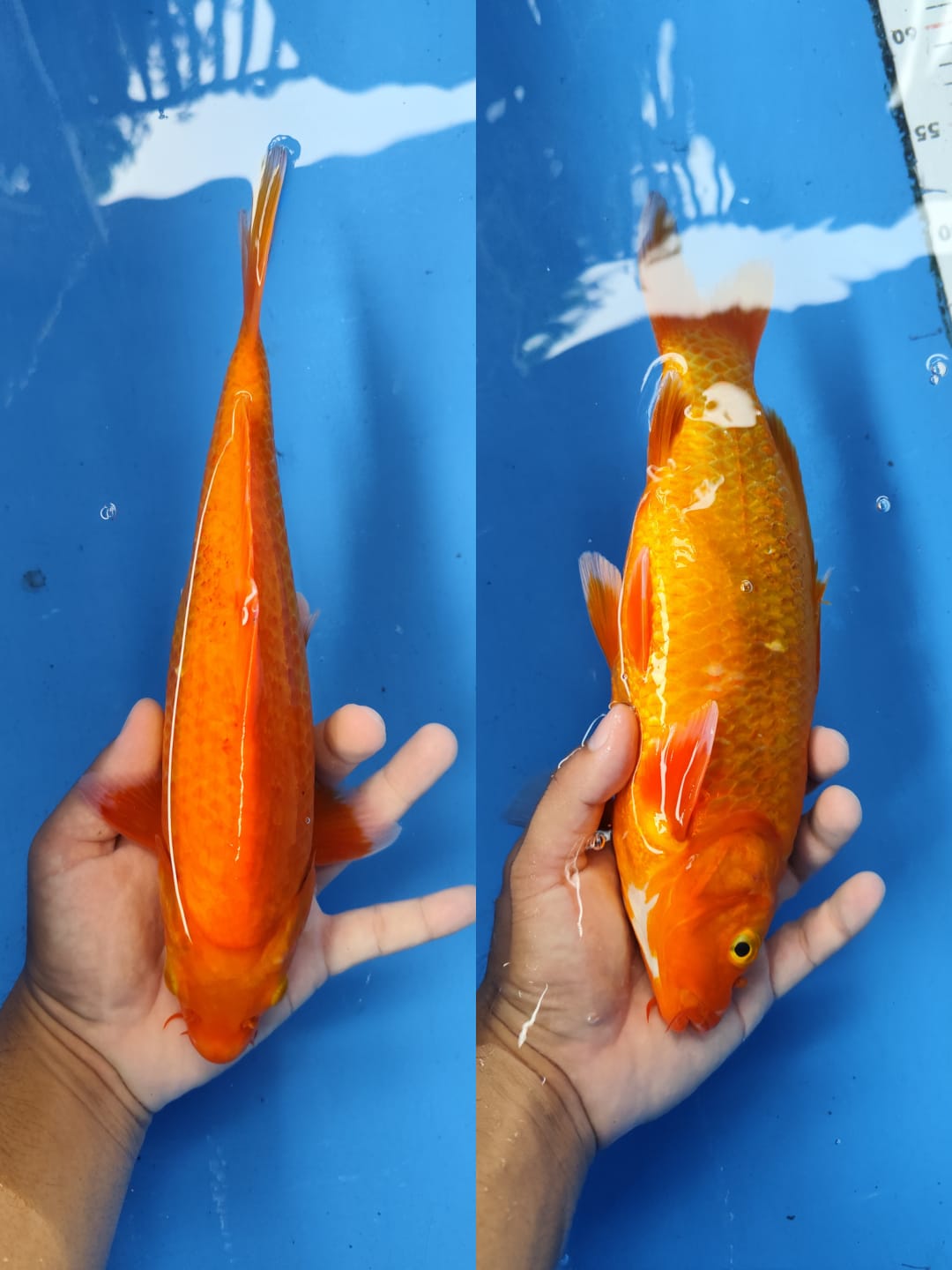 Lelang Koi Online, Jual Beli Ikan Koi, Pusat Jual Beli Koi, Info Lelang Koi Hari Ini, Platform Jual Beli Koi, Jual Beli Ikan Koi Online, Marketplace Ikan Koi, Jual Koi Terbaik, Tempat Beli Koi Berkualitas, Pasar Ikan Koi Online Terpercaya, Penjual Ikan Koi Terpercaya, Beli Koi Hias Online, Ikan Koi untuk Dijual, Koi Kualitas Terbaik, Toko Online Ikan Koi, Koi Hias Untuk Dijual, Jual Beli Ikan Koi Lokal, Koi Indonesia Online, Pusat Jual Beli Koi Terbesar