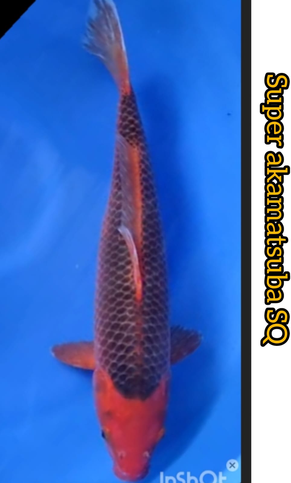 Lelang Koi Online, Jual Beli Ikan Koi, Pusat Jual Beli Koi, Info Lelang Koi Hari Ini, Platform Jual Beli Koi, Jual Beli Ikan Koi Online, Marketplace Ikan Koi, Jual Koi Terbaik, Tempat Beli Koi Berkualitas, Pasar Ikan Koi Online Terpercaya, Penjual Ikan Koi Terpercaya, Beli Koi Hias Online, Ikan Koi untuk Dijual, Koi Kualitas Terbaik, Toko Online Ikan Koi, Koi Hias Untuk Dijual, Jual Beli Ikan Koi Lokal, Koi Indonesia Online, Pusat Jual Beli Koi Terbesar