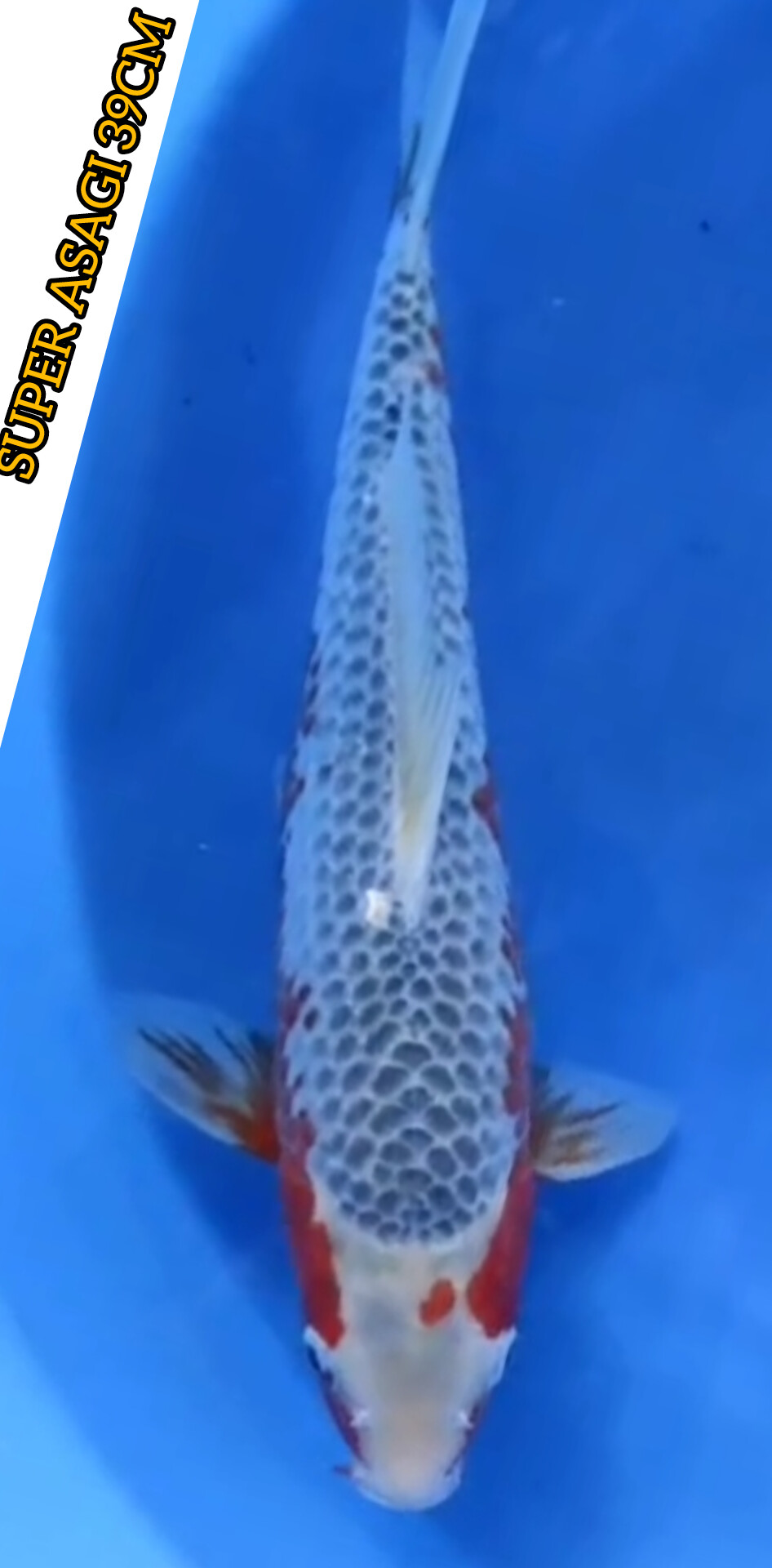 Lelang Koi Online, Jual Beli Ikan Koi, Pusat Jual Beli Koi, Info Lelang Koi Hari Ini, Platform Jual Beli Koi, Jual Beli Ikan Koi Online, Marketplace Ikan Koi, Jual Koi Terbaik, Tempat Beli Koi Berkualitas, Pasar Ikan Koi Online Terpercaya, Penjual Ikan Koi Terpercaya, Beli Koi Hias Online, Ikan Koi untuk Dijual, Koi Kualitas Terbaik, Toko Online Ikan Koi, Koi Hias Untuk Dijual, Jual Beli Ikan Koi Lokal, Koi Indonesia Online, Pusat Jual Beli Koi Terbesar