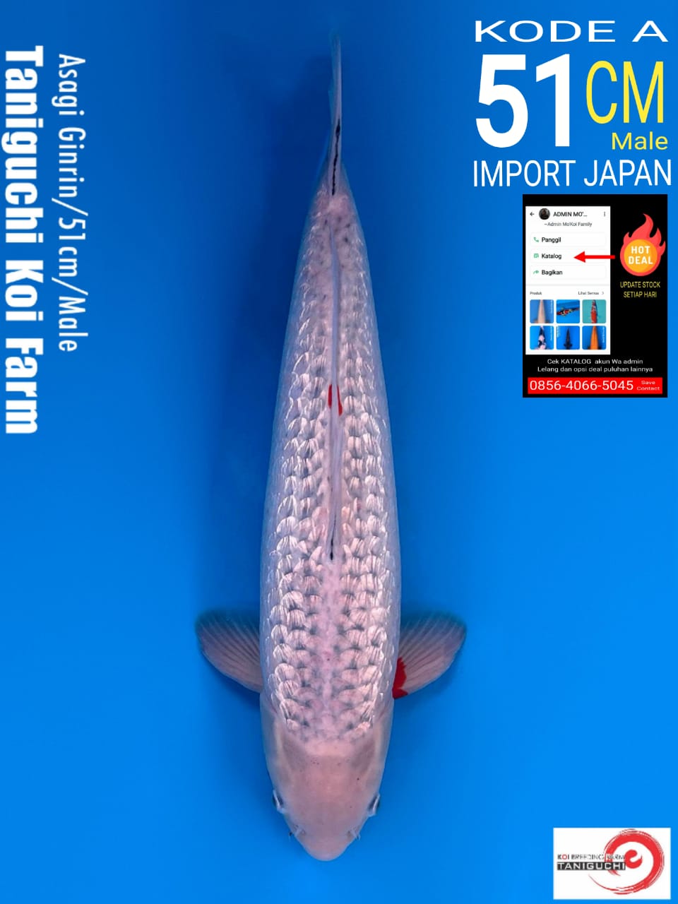 Lelang Koi Online, Jual Beli Ikan Koi, Pusat Jual Beli Koi, Info Lelang Koi Hari Ini, Platform Jual Beli Koi, Jual Beli Ikan Koi Online, Marketplace Ikan Koi, Jual Koi Terbaik, Tempat Beli Koi Berkualitas, Pasar Ikan Koi Online Terpercaya, Penjual Ikan Koi Terpercaya, Beli Koi Hias Online, Ikan Koi untuk Dijual, Koi Kualitas Terbaik, Toko Online Ikan Koi, Koi Hias Untuk Dijual, Jual Beli Ikan Koi Lokal, Koi Indonesia Online, Pusat Jual Beli Koi Terbesar