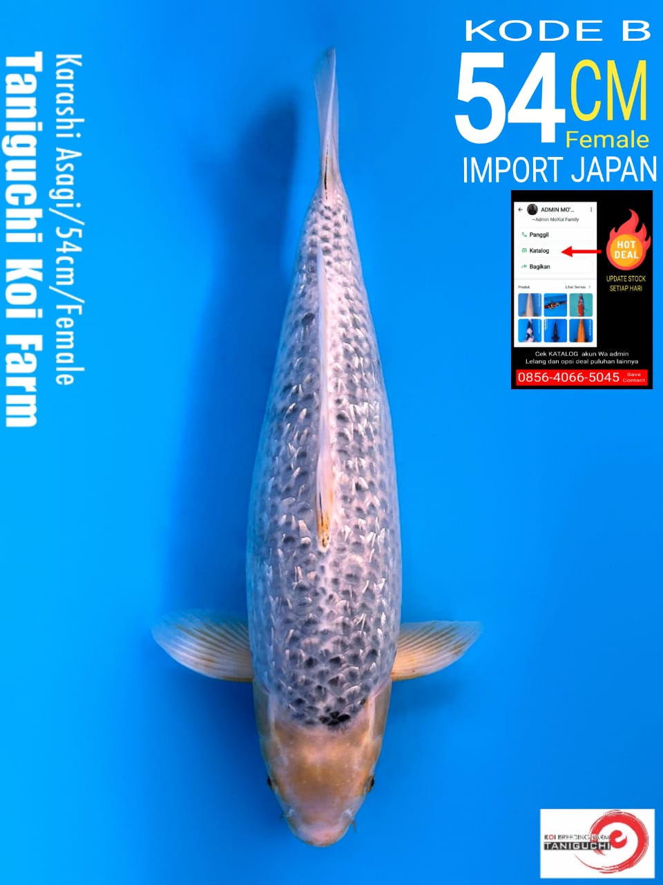 Lelang Koi Online, Jual Beli Ikan Koi, Pusat Jual Beli Koi, Info Lelang Koi Hari Ini, Platform Jual Beli Koi, Jual Beli Ikan Koi Online, Marketplace Ikan Koi, Jual Koi Terbaik, Tempat Beli Koi Berkualitas, Pasar Ikan Koi Online Terpercaya, Penjual Ikan Koi Terpercaya, Beli Koi Hias Online, Ikan Koi untuk Dijual, Koi Kualitas Terbaik, Toko Online Ikan Koi, Koi Hias Untuk Dijual, Jual Beli Ikan Koi Lokal, Koi Indonesia Online, Pusat Jual Beli Koi Terbesar