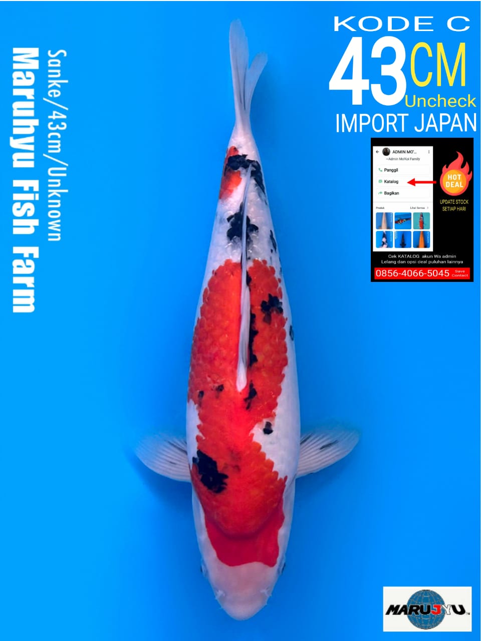 Lelang Koi Online, Jual Beli Ikan Koi, Pusat Jual Beli Koi, Info Lelang Koi Hari Ini, Platform Jual Beli Koi, Jual Beli Ikan Koi Online, Marketplace Ikan Koi, Jual Koi Terbaik, Tempat Beli Koi Berkualitas, Pasar Ikan Koi Online Terpercaya, Penjual Ikan Koi Terpercaya, Beli Koi Hias Online, Ikan Koi untuk Dijual, Koi Kualitas Terbaik, Toko Online Ikan Koi, Koi Hias Untuk Dijual, Jual Beli Ikan Koi Lokal, Koi Indonesia Online, Pusat Jual Beli Koi Terbesar