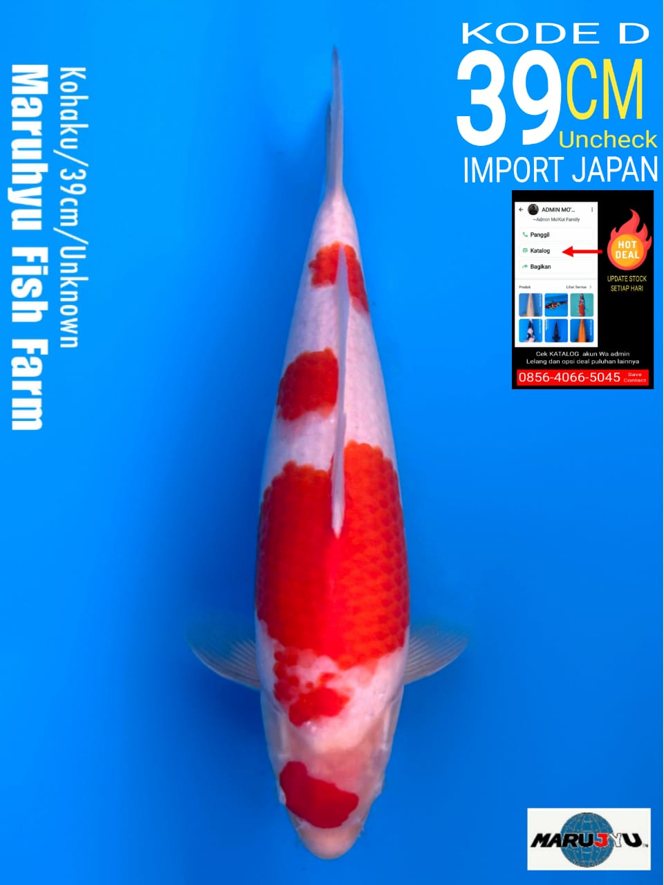 Lelang Koi Online, Jual Beli Ikan Koi, Pusat Jual Beli Koi, Info Lelang Koi Hari Ini, Platform Jual Beli Koi, Jual Beli Ikan Koi Online, Marketplace Ikan Koi, Jual Koi Terbaik, Tempat Beli Koi Berkualitas, Pasar Ikan Koi Online Terpercaya, Penjual Ikan Koi Terpercaya, Beli Koi Hias Online, Ikan Koi untuk Dijual, Koi Kualitas Terbaik, Toko Online Ikan Koi, Koi Hias Untuk Dijual, Jual Beli Ikan Koi Lokal, Koi Indonesia Online, Pusat Jual Beli Koi Terbesar