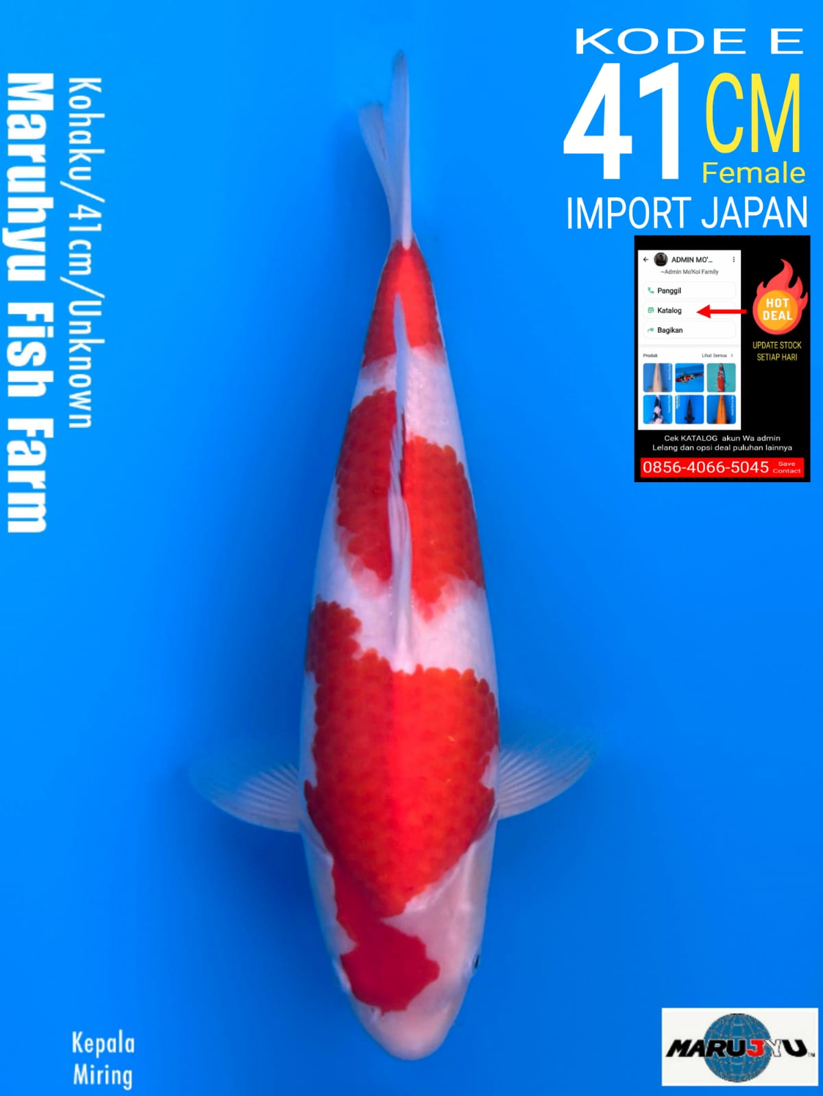 Lelang Koi Online, Jual Beli Ikan Koi, Pusat Jual Beli Koi, Info Lelang Koi Hari Ini, Platform Jual Beli Koi, Jual Beli Ikan Koi Online, Marketplace Ikan Koi, Jual Koi Terbaik, Tempat Beli Koi Berkualitas, Pasar Ikan Koi Online Terpercaya, Penjual Ikan Koi Terpercaya, Beli Koi Hias Online, Ikan Koi untuk Dijual, Koi Kualitas Terbaik, Toko Online Ikan Koi, Koi Hias Untuk Dijual, Jual Beli Ikan Koi Lokal, Koi Indonesia Online, Pusat Jual Beli Koi Terbesar