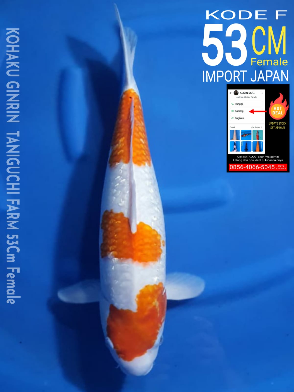 Lelang Koi Online, Jual Beli Ikan Koi, Pusat Jual Beli Koi, Info Lelang Koi Hari Ini, Platform Jual Beli Koi, Jual Beli Ikan Koi Online, Marketplace Ikan Koi, Jual Koi Terbaik, Tempat Beli Koi Berkualitas, Pasar Ikan Koi Online Terpercaya, Penjual Ikan Koi Terpercaya, Beli Koi Hias Online, Ikan Koi untuk Dijual, Koi Kualitas Terbaik, Toko Online Ikan Koi, Koi Hias Untuk Dijual, Jual Beli Ikan Koi Lokal, Koi Indonesia Online, Pusat Jual Beli Koi Terbesar