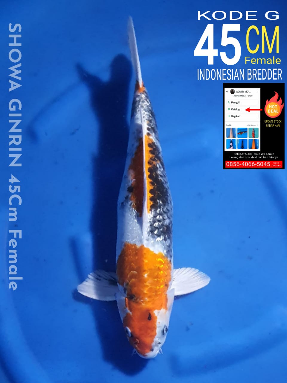 Lelang Koi Online, Jual Beli Ikan Koi, Pusat Jual Beli Koi, Info Lelang Koi Hari Ini, Platform Jual Beli Koi, Jual Beli Ikan Koi Online, Marketplace Ikan Koi, Jual Koi Terbaik, Tempat Beli Koi Berkualitas, Pasar Ikan Koi Online Terpercaya, Penjual Ikan Koi Terpercaya, Beli Koi Hias Online, Ikan Koi untuk Dijual, Koi Kualitas Terbaik, Toko Online Ikan Koi, Koi Hias Untuk Dijual, Jual Beli Ikan Koi Lokal, Koi Indonesia Online, Pusat Jual Beli Koi Terbesar