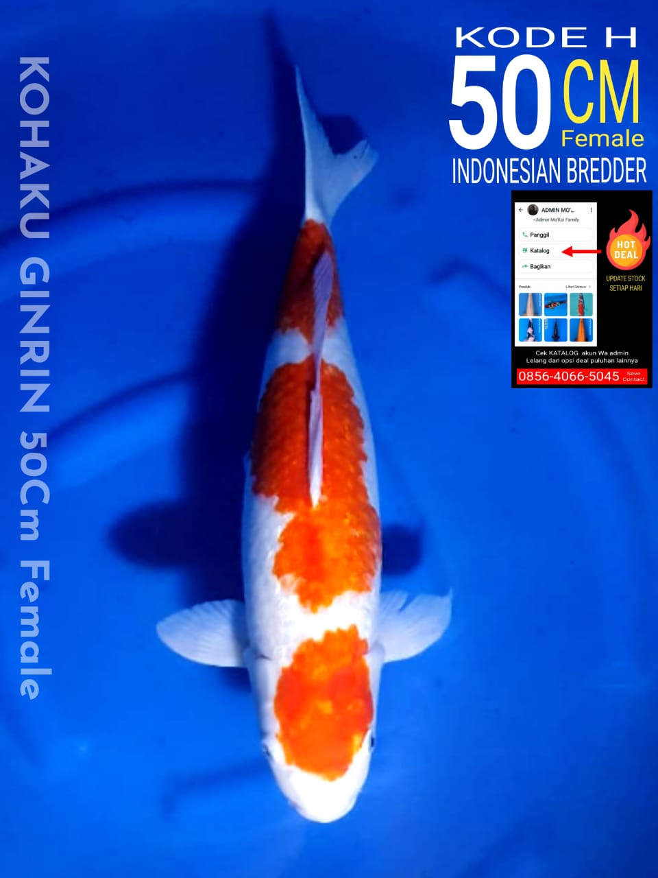 Lelang Koi Online, Jual Beli Ikan Koi, Pusat Jual Beli Koi, Info Lelang Koi Hari Ini, Platform Jual Beli Koi, Jual Beli Ikan Koi Online, Marketplace Ikan Koi, Jual Koi Terbaik, Tempat Beli Koi Berkualitas, Pasar Ikan Koi Online Terpercaya, Penjual Ikan Koi Terpercaya, Beli Koi Hias Online, Ikan Koi untuk Dijual, Koi Kualitas Terbaik, Toko Online Ikan Koi, Koi Hias Untuk Dijual, Jual Beli Ikan Koi Lokal, Koi Indonesia Online, Pusat Jual Beli Koi Terbesar