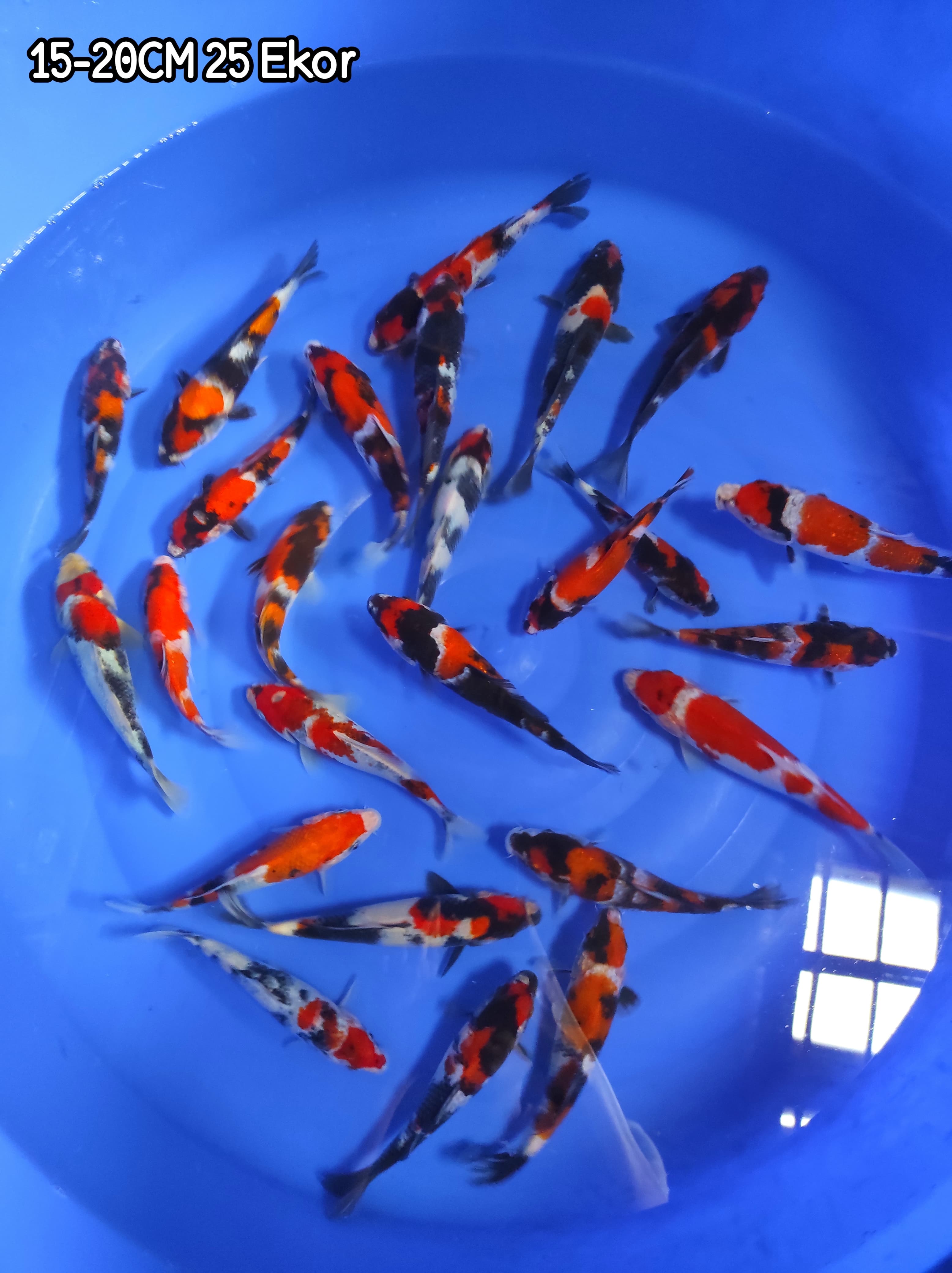 Lelang Koi Online, Jual Beli Ikan Koi, Pusat Jual Beli Koi, Info Lelang Koi Hari Ini, Platform Jual Beli Koi, Jual Beli Ikan Koi Online, Marketplace Ikan Koi, Jual Koi Terbaik, Tempat Beli Koi Berkualitas, Pasar Ikan Koi Online Terpercaya, Penjual Ikan Koi Terpercaya, Beli Koi Hias Online, Ikan Koi untuk Dijual, Koi Kualitas Terbaik, Toko Online Ikan Koi, Koi Hias Untuk Dijual, Jual Beli Ikan Koi Lokal, Koi Indonesia Online, Pusat Jual Beli Koi Terbesar