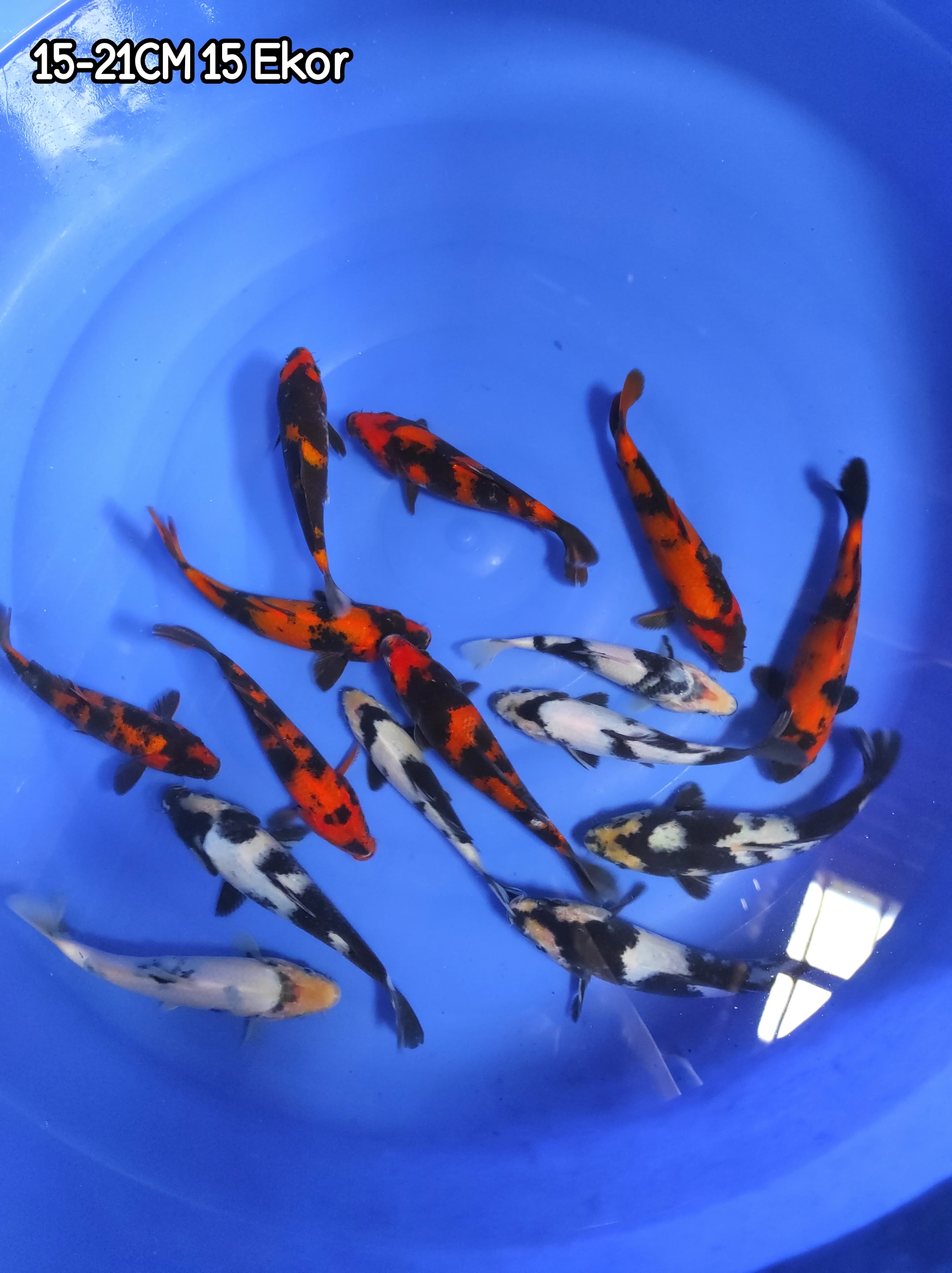 Lelang Koi Online, Jual Beli Ikan Koi, Pusat Jual Beli Koi, Info Lelang Koi Hari Ini, Platform Jual Beli Koi, Jual Beli Ikan Koi Online, Marketplace Ikan Koi, Jual Koi Terbaik, Tempat Beli Koi Berkualitas, Pasar Ikan Koi Online Terpercaya, Penjual Ikan Koi Terpercaya, Beli Koi Hias Online, Ikan Koi untuk Dijual, Koi Kualitas Terbaik, Toko Online Ikan Koi, Koi Hias Untuk Dijual, Jual Beli Ikan Koi Lokal, Koi Indonesia Online, Pusat Jual Beli Koi Terbesar