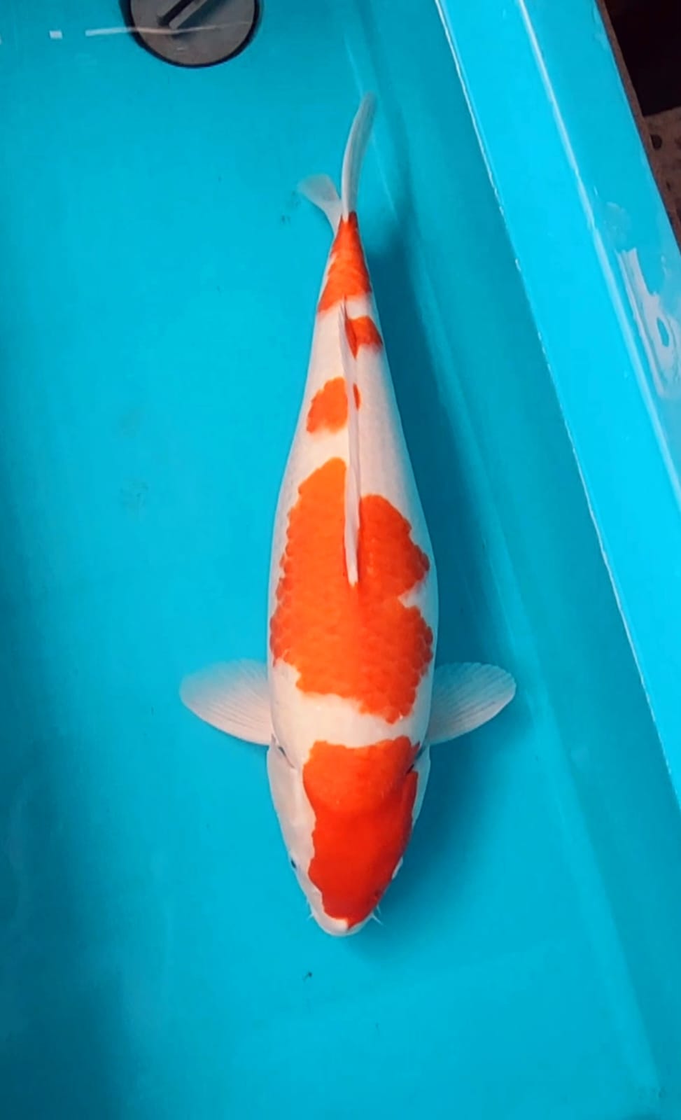 Lelang Koi Online, Jual Beli Ikan Koi, Pusat Jual Beli Koi, Info Lelang Koi Hari Ini, Platform Jual Beli Koi, Jual Beli Ikan Koi Online, Marketplace Ikan Koi, Jual Koi Terbaik, Tempat Beli Koi Berkualitas, Pasar Ikan Koi Online Terpercaya, Penjual Ikan Koi Terpercaya, Beli Koi Hias Online, Ikan Koi untuk Dijual, Koi Kualitas Terbaik, Toko Online Ikan Koi, Koi Hias Untuk Dijual, Jual Beli Ikan Koi Lokal, Koi Indonesia Online, Pusat Jual Beli Koi Terbesar