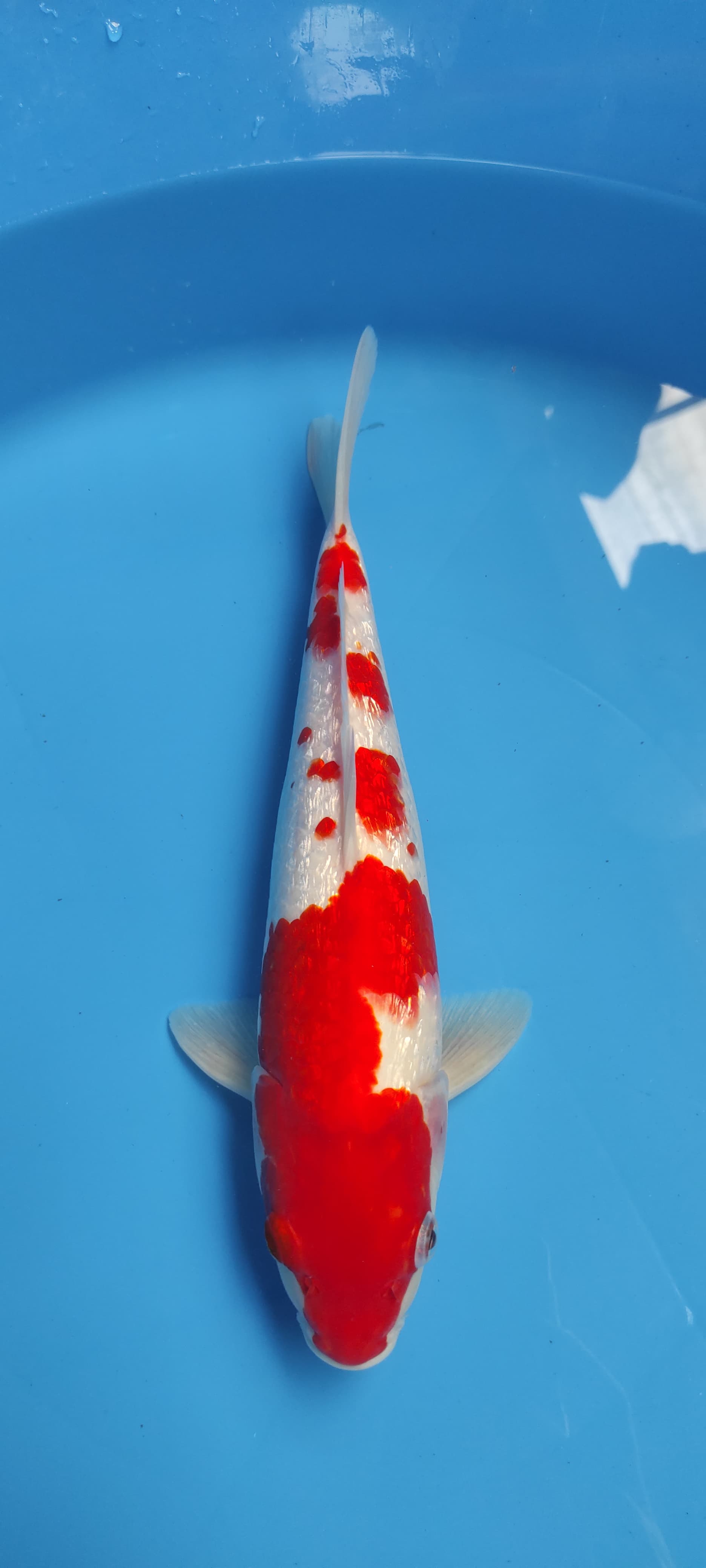 Lelang Koi Online, Jual Beli Ikan Koi, Pusat Jual Beli Koi, Info Lelang Koi Hari Ini, Platform Jual Beli Koi, Jual Beli Ikan Koi Online, Marketplace Ikan Koi, Jual Koi Terbaik, Tempat Beli Koi Berkualitas, Pasar Ikan Koi Online Terpercaya, Penjual Ikan Koi Terpercaya, Beli Koi Hias Online, Ikan Koi untuk Dijual, Koi Kualitas Terbaik, Toko Online Ikan Koi, Koi Hias Untuk Dijual, Jual Beli Ikan Koi Lokal, Koi Indonesia Online, Pusat Jual Beli Koi Terbesar