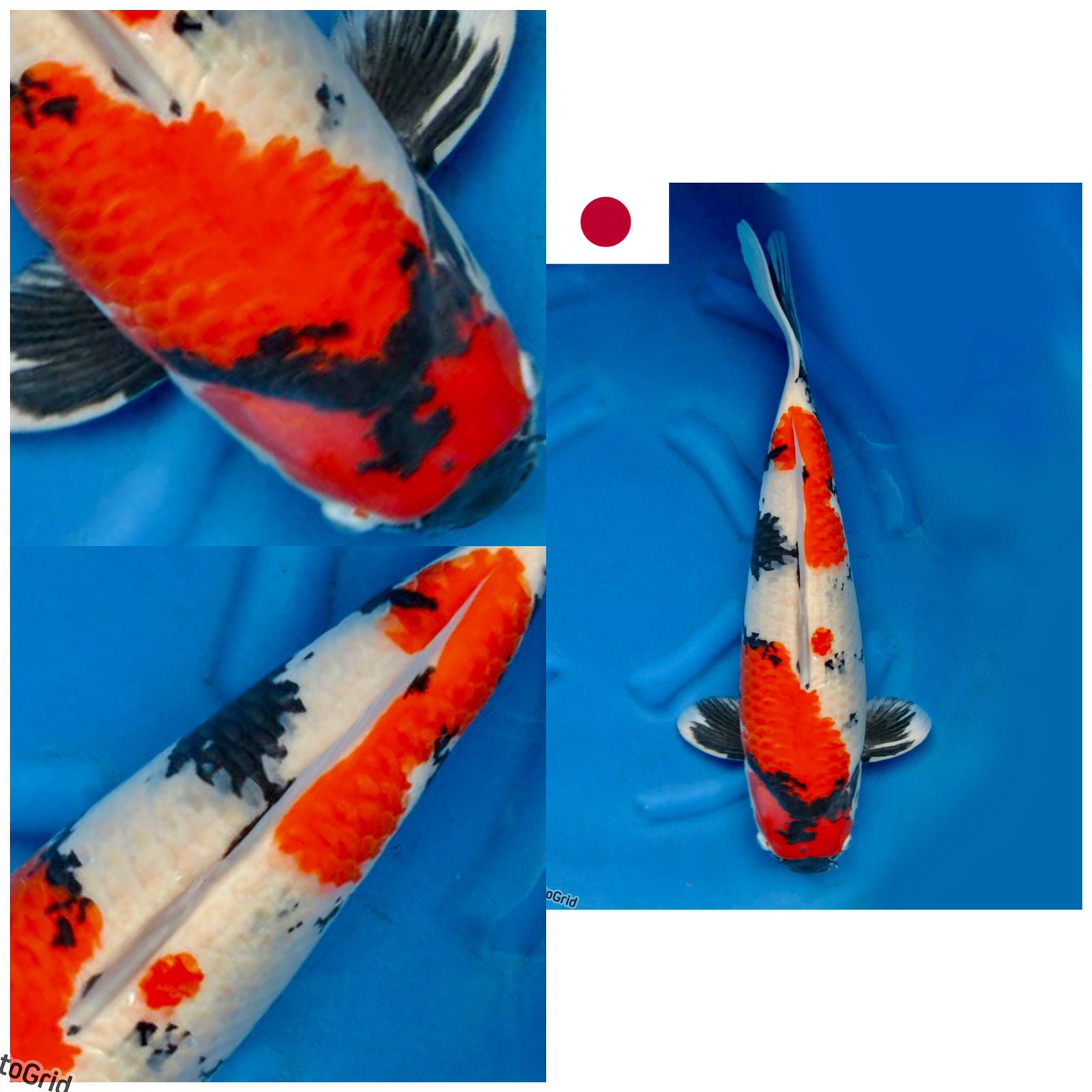 Lelang Koi Online, Jual Beli Ikan Koi, Pusat Jual Beli Koi, Info Lelang Koi Hari Ini, Platform Jual Beli Koi, Jual Beli Ikan Koi Online, Marketplace Ikan Koi, Jual Koi Terbaik, Tempat Beli Koi Berkualitas, Pasar Ikan Koi Online Terpercaya, Penjual Ikan Koi Terpercaya, Beli Koi Hias Online, Ikan Koi untuk Dijual, Koi Kualitas Terbaik, Toko Online Ikan Koi, Koi Hias Untuk Dijual, Jual Beli Ikan Koi Lokal, Koi Indonesia Online, Pusat Jual Beli Koi Terbesar