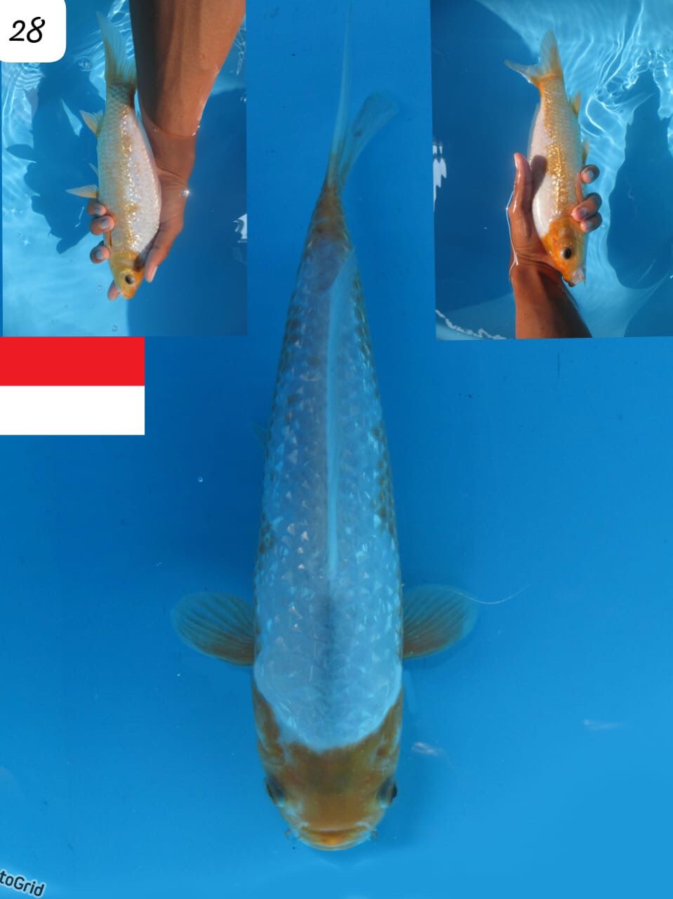 Lelang Koi Online, Jual Beli Ikan Koi, Pusat Jual Beli Koi, Info Lelang Koi Hari Ini, Platform Jual Beli Koi, Jual Beli Ikan Koi Online, Marketplace Ikan Koi, Jual Koi Terbaik, Tempat Beli Koi Berkualitas, Pasar Ikan Koi Online Terpercaya, Penjual Ikan Koi Terpercaya, Beli Koi Hias Online, Ikan Koi untuk Dijual, Koi Kualitas Terbaik, Toko Online Ikan Koi, Koi Hias Untuk Dijual, Jual Beli Ikan Koi Lokal, Koi Indonesia Online, Pusat Jual Beli Koi Terbesar