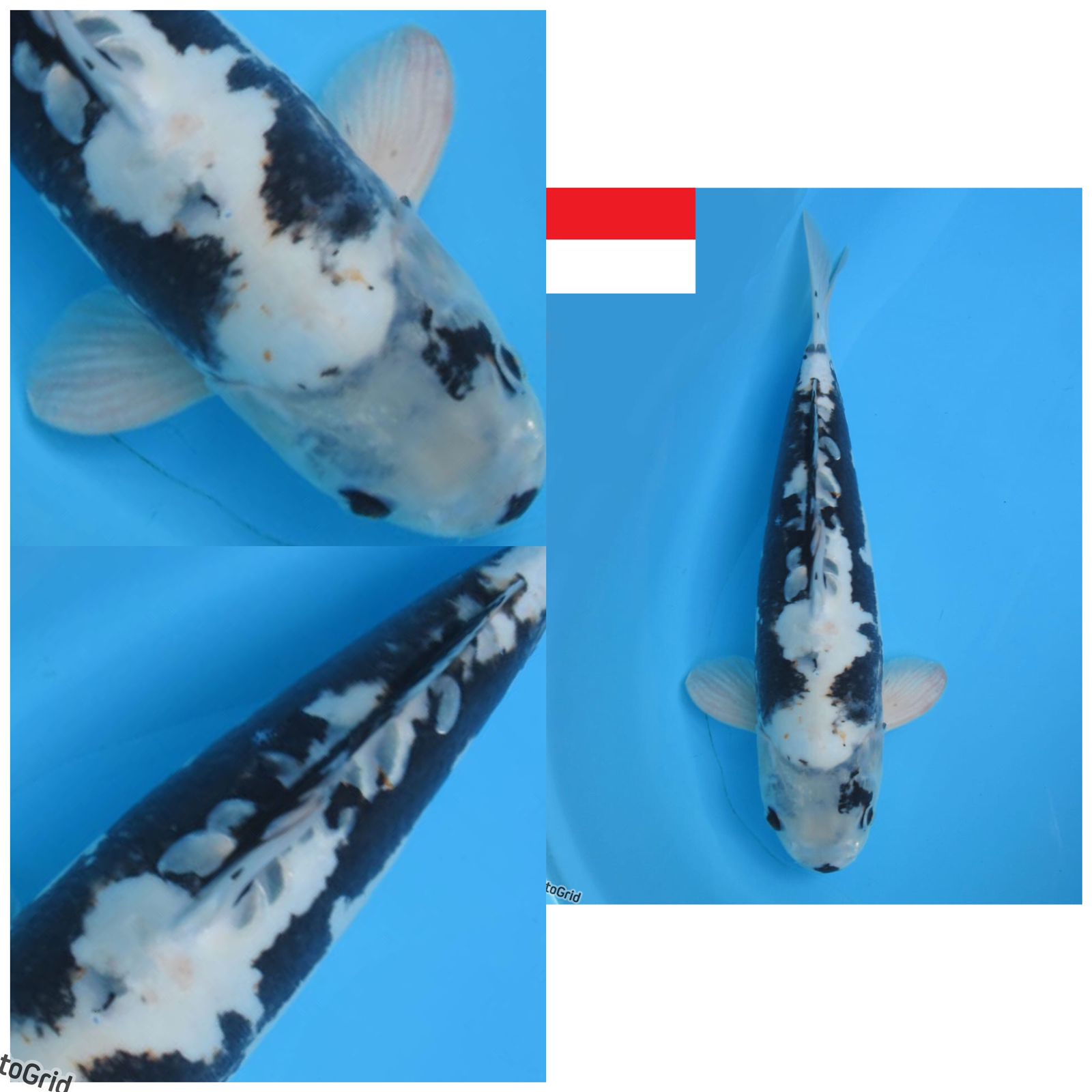 Lelang Koi Online, Jual Beli Ikan Koi, Pusat Jual Beli Koi, Info Lelang Koi Hari Ini, Platform Jual Beli Koi, Jual Beli Ikan Koi Online, Marketplace Ikan Koi, Jual Koi Terbaik, Tempat Beli Koi Berkualitas, Pasar Ikan Koi Online Terpercaya, Penjual Ikan Koi Terpercaya, Beli Koi Hias Online, Ikan Koi untuk Dijual, Koi Kualitas Terbaik, Toko Online Ikan Koi, Koi Hias Untuk Dijual, Jual Beli Ikan Koi Lokal, Koi Indonesia Online, Pusat Jual Beli Koi Terbesar