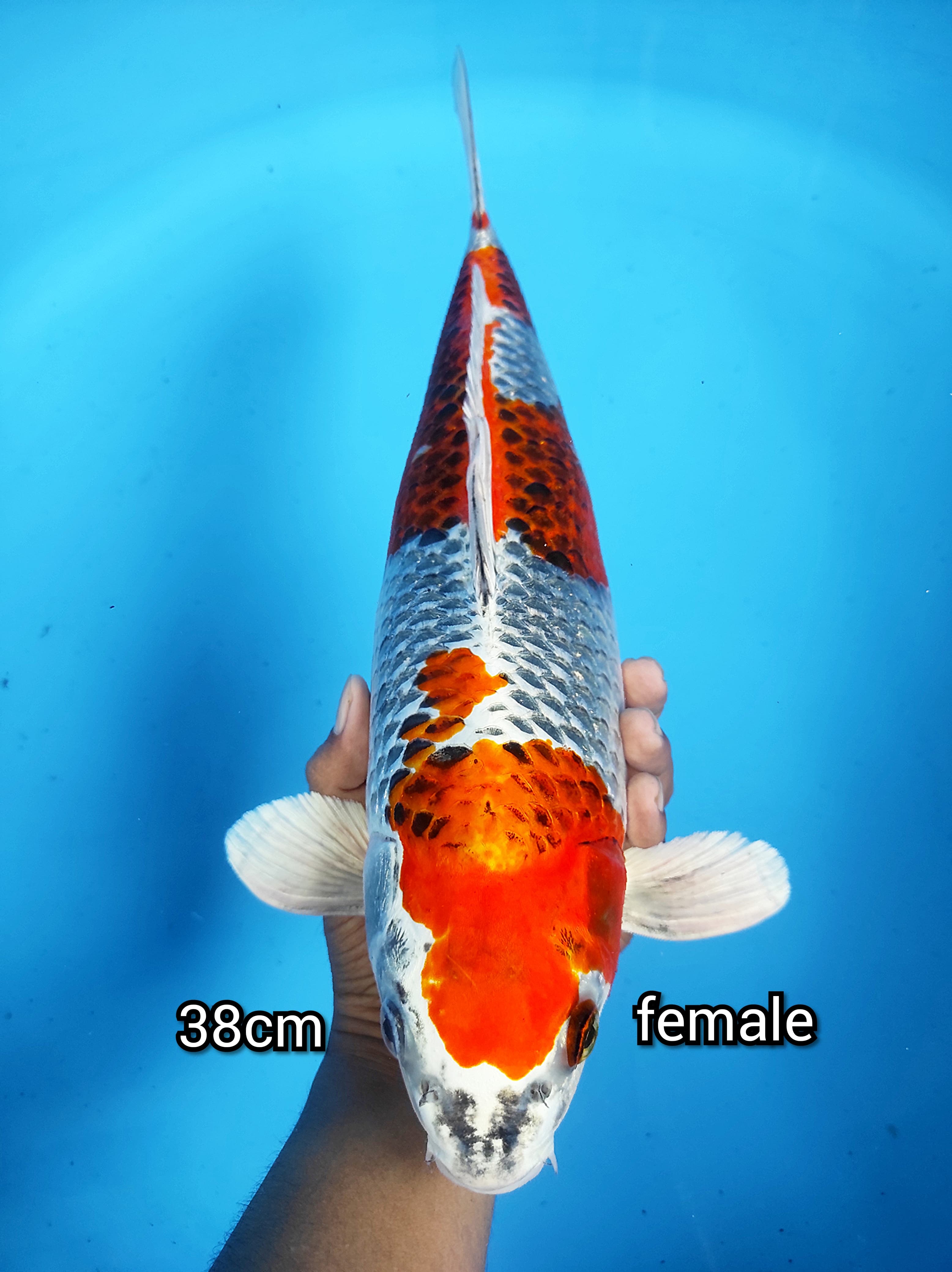 Lelang Koi Online, Jual Beli Ikan Koi, Pusat Jual Beli Koi, Info Lelang Koi Hari Ini, Platform Jual Beli Koi, Jual Beli Ikan Koi Online, Marketplace Ikan Koi, Jual Koi Terbaik, Tempat Beli Koi Berkualitas, Pasar Ikan Koi Online Terpercaya, Penjual Ikan Koi Terpercaya, Beli Koi Hias Online, Ikan Koi untuk Dijual, Koi Kualitas Terbaik, Toko Online Ikan Koi, Koi Hias Untuk Dijual, Jual Beli Ikan Koi Lokal, Koi Indonesia Online, Pusat Jual Beli Koi Terbesar