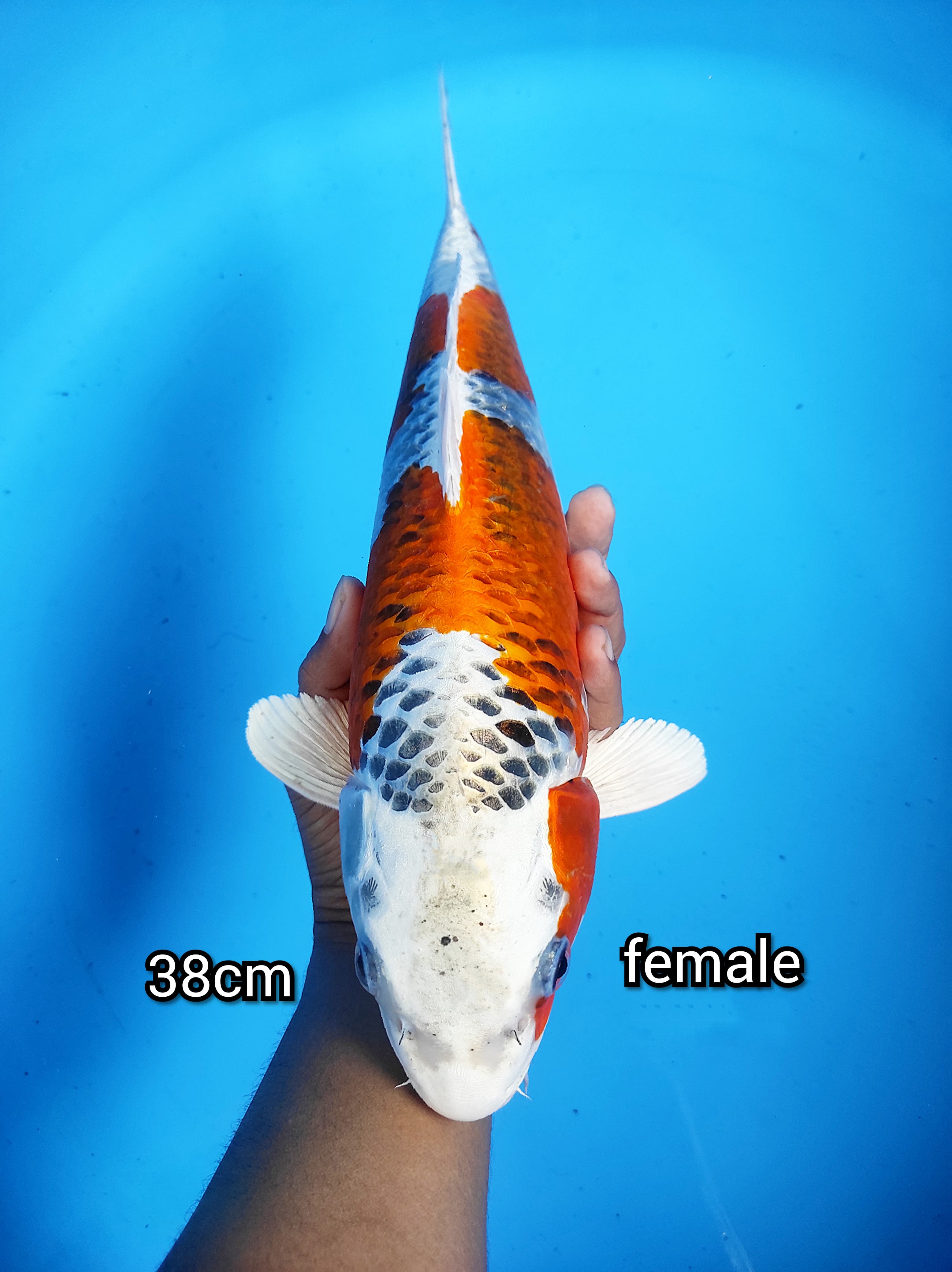 Lelang Koi Online, Jual Beli Ikan Koi, Pusat Jual Beli Koi, Info Lelang Koi Hari Ini, Platform Jual Beli Koi, Jual Beli Ikan Koi Online, Marketplace Ikan Koi, Jual Koi Terbaik, Tempat Beli Koi Berkualitas, Pasar Ikan Koi Online Terpercaya, Penjual Ikan Koi Terpercaya, Beli Koi Hias Online, Ikan Koi untuk Dijual, Koi Kualitas Terbaik, Toko Online Ikan Koi, Koi Hias Untuk Dijual, Jual Beli Ikan Koi Lokal, Koi Indonesia Online, Pusat Jual Beli Koi Terbesar