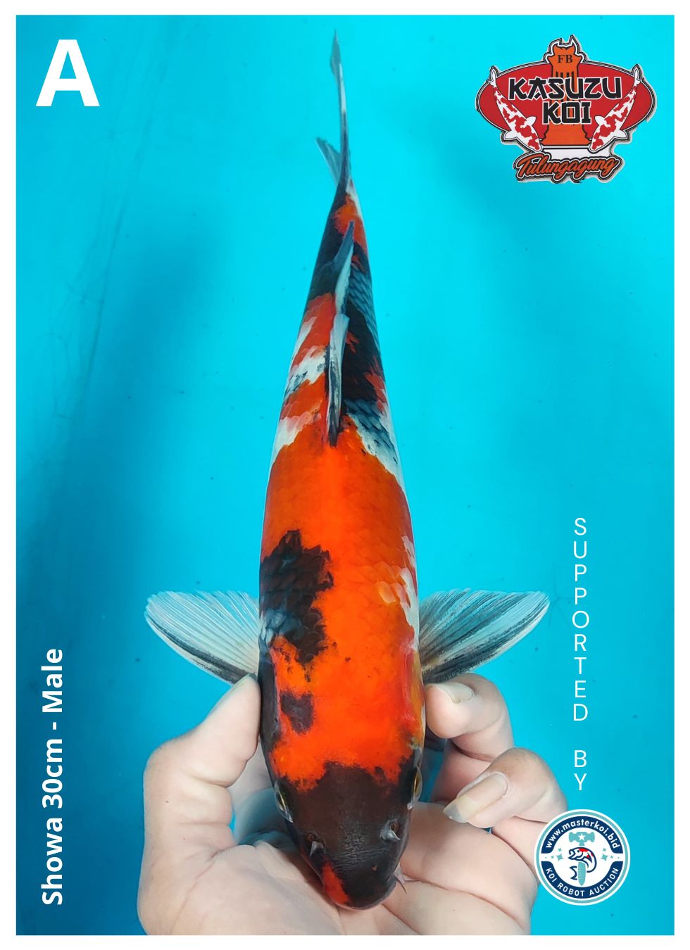 Lelang Koi Online, Jual Beli Ikan Koi, Pusat Jual Beli Koi, Info Lelang Koi Hari Ini, Platform Jual Beli Koi, Jual Beli Ikan Koi Online, Marketplace Ikan Koi, Jual Koi Terbaik, Tempat Beli Koi Berkualitas, Pasar Ikan Koi Online Terpercaya, Penjual Ikan Koi Terpercaya, Beli Koi Hias Online, Ikan Koi untuk Dijual, Koi Kualitas Terbaik, Toko Online Ikan Koi, Koi Hias Untuk Dijual, Jual Beli Ikan Koi Lokal, Koi Indonesia Online, Pusat Jual Beli Koi Terbesar