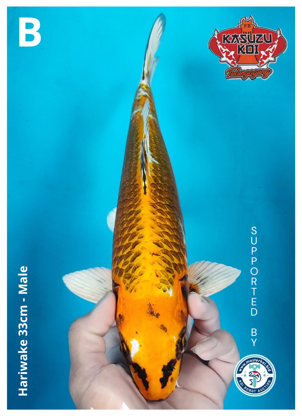 Lelang Koi Online, Jual Beli Ikan Koi, Pusat Jual Beli Koi, Info Lelang Koi Hari Ini, Platform Jual Beli Koi, Jual Beli Ikan Koi Online, Marketplace Ikan Koi, Jual Koi Terbaik, Tempat Beli Koi Berkualitas, Pasar Ikan Koi Online Terpercaya, Penjual Ikan Koi Terpercaya, Beli Koi Hias Online, Ikan Koi untuk Dijual, Koi Kualitas Terbaik, Toko Online Ikan Koi, Koi Hias Untuk Dijual, Jual Beli Ikan Koi Lokal, Koi Indonesia Online, Pusat Jual Beli Koi Terbesar