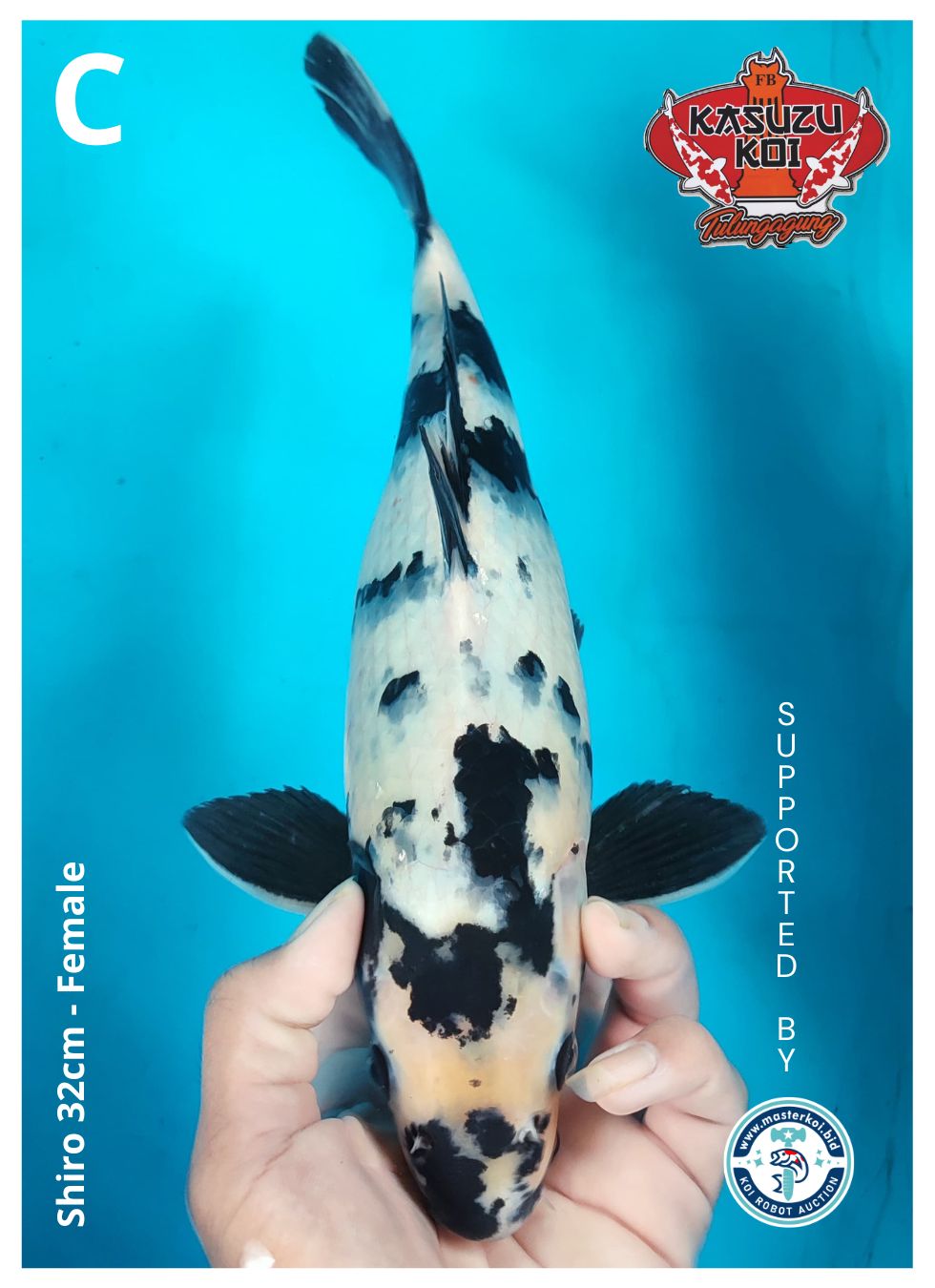 Lelang Koi Online, Jual Beli Ikan Koi, Pusat Jual Beli Koi, Info Lelang Koi Hari Ini, Platform Jual Beli Koi, Jual Beli Ikan Koi Online, Marketplace Ikan Koi, Jual Koi Terbaik, Tempat Beli Koi Berkualitas, Pasar Ikan Koi Online Terpercaya, Penjual Ikan Koi Terpercaya, Beli Koi Hias Online, Ikan Koi untuk Dijual, Koi Kualitas Terbaik, Toko Online Ikan Koi, Koi Hias Untuk Dijual, Jual Beli Ikan Koi Lokal, Koi Indonesia Online, Pusat Jual Beli Koi Terbesar