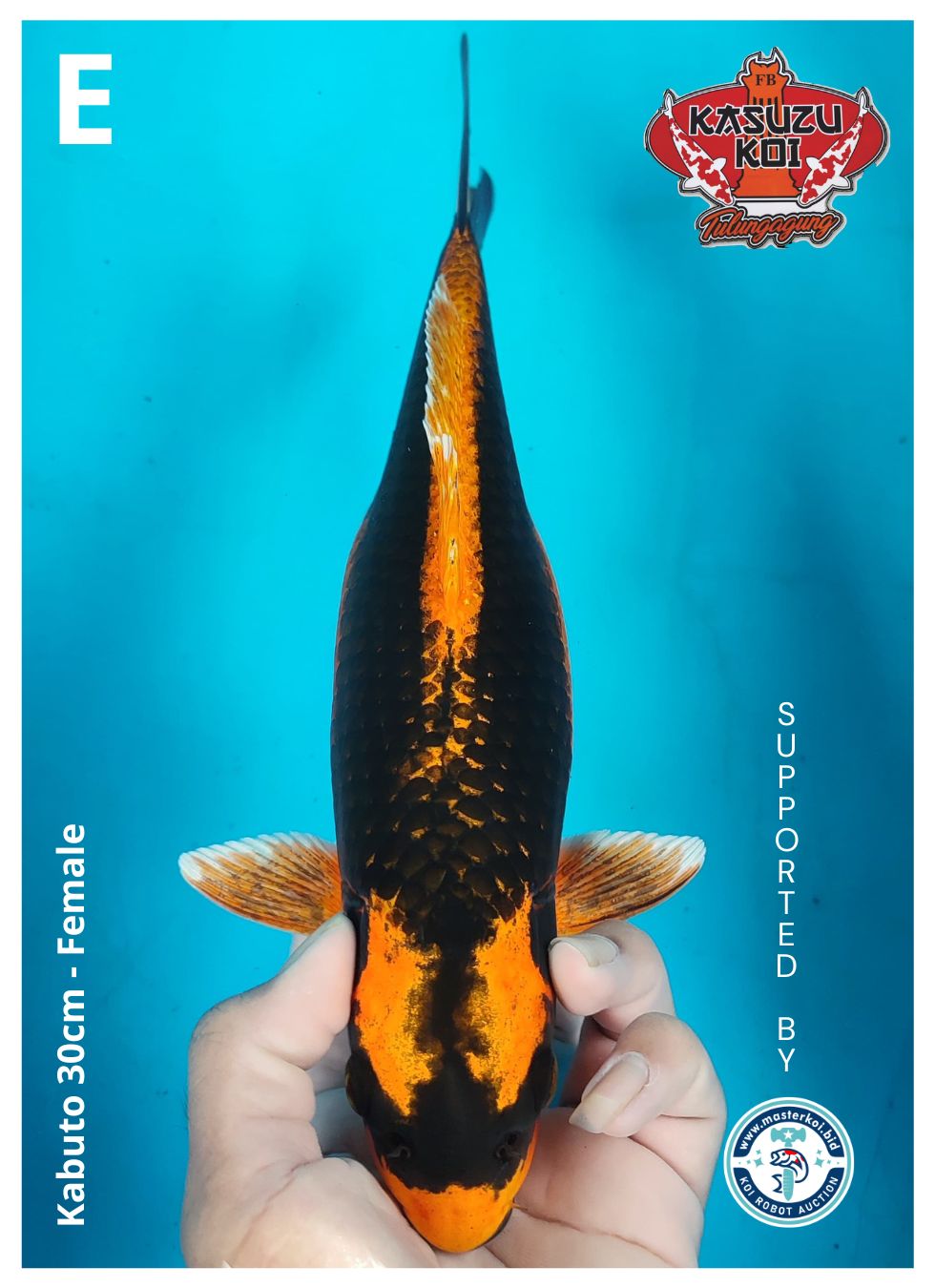 Lelang Koi Online, Jual Beli Ikan Koi, Pusat Jual Beli Koi, Info Lelang Koi Hari Ini, Platform Jual Beli Koi, Jual Beli Ikan Koi Online, Marketplace Ikan Koi, Jual Koi Terbaik, Tempat Beli Koi Berkualitas, Pasar Ikan Koi Online Terpercaya, Penjual Ikan Koi Terpercaya, Beli Koi Hias Online, Ikan Koi untuk Dijual, Koi Kualitas Terbaik, Toko Online Ikan Koi, Koi Hias Untuk Dijual, Jual Beli Ikan Koi Lokal, Koi Indonesia Online, Pusat Jual Beli Koi Terbesar