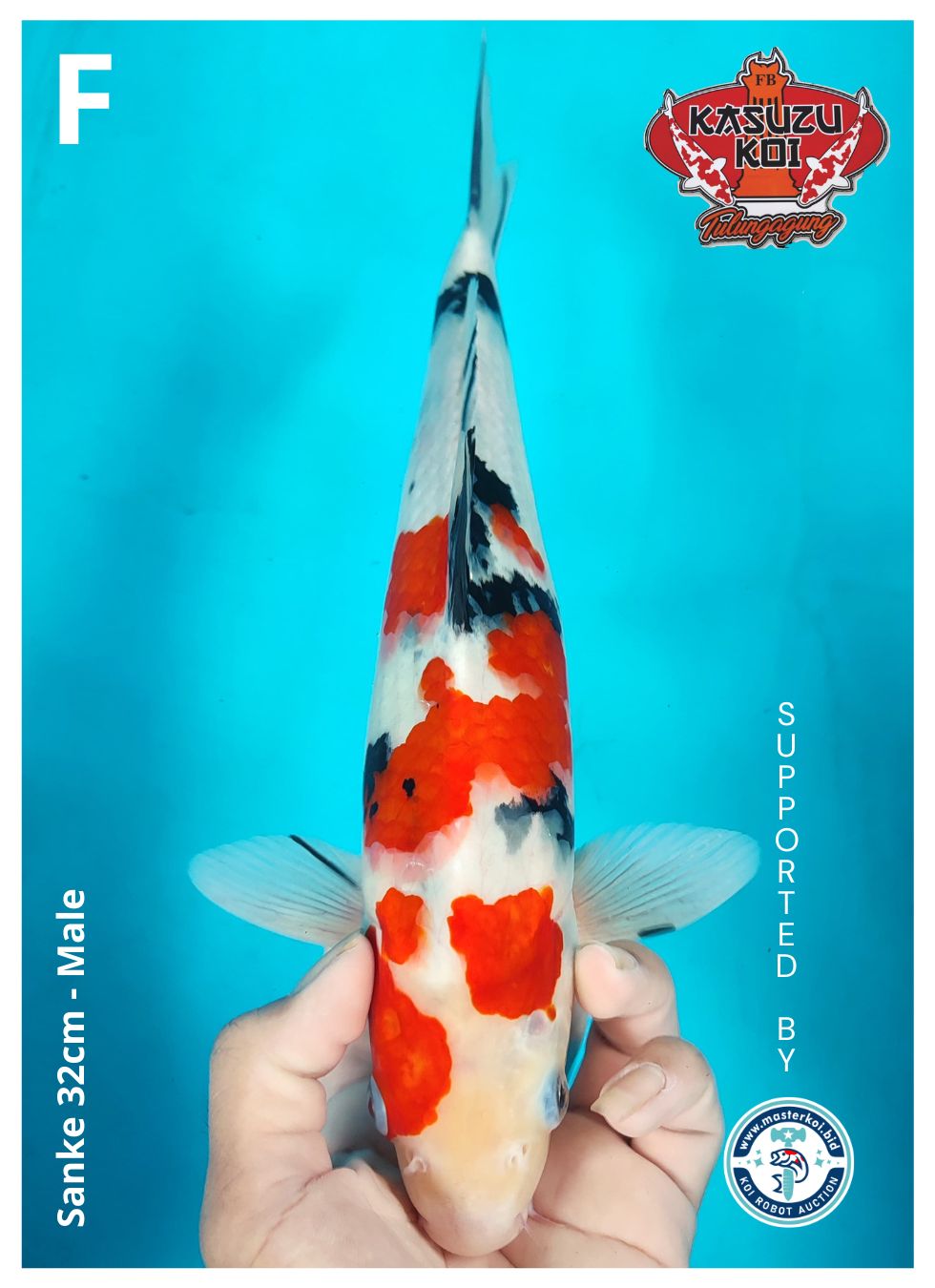 Lelang Koi Online, Jual Beli Ikan Koi, Pusat Jual Beli Koi, Info Lelang Koi Hari Ini, Platform Jual Beli Koi, Jual Beli Ikan Koi Online, Marketplace Ikan Koi, Jual Koi Terbaik, Tempat Beli Koi Berkualitas, Pasar Ikan Koi Online Terpercaya, Penjual Ikan Koi Terpercaya, Beli Koi Hias Online, Ikan Koi untuk Dijual, Koi Kualitas Terbaik, Toko Online Ikan Koi, Koi Hias Untuk Dijual, Jual Beli Ikan Koi Lokal, Koi Indonesia Online, Pusat Jual Beli Koi Terbesar