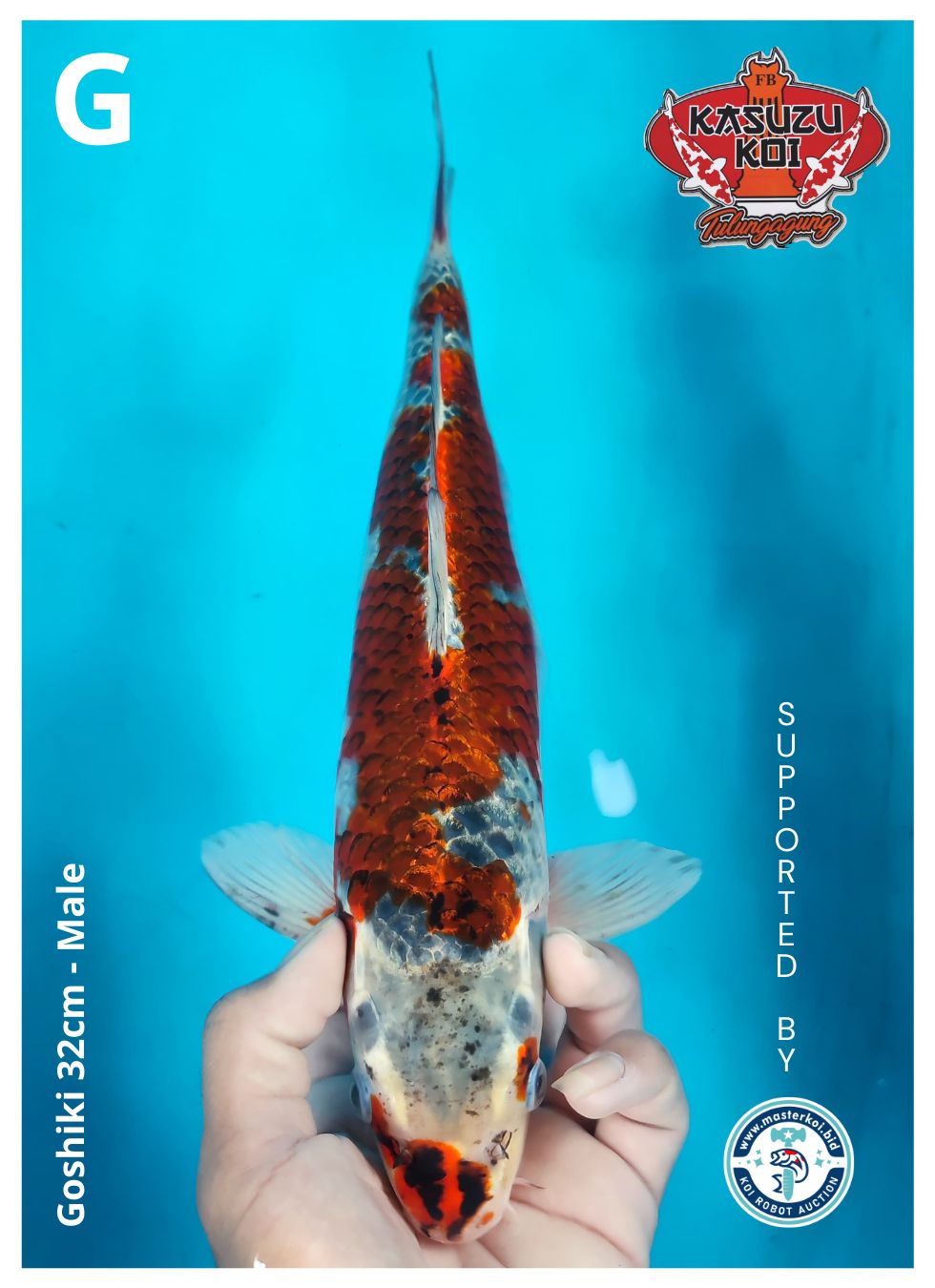 Lelang Koi Online, Jual Beli Ikan Koi, Pusat Jual Beli Koi, Info Lelang Koi Hari Ini, Platform Jual Beli Koi, Jual Beli Ikan Koi Online, Marketplace Ikan Koi, Jual Koi Terbaik, Tempat Beli Koi Berkualitas, Pasar Ikan Koi Online Terpercaya, Penjual Ikan Koi Terpercaya, Beli Koi Hias Online, Ikan Koi untuk Dijual, Koi Kualitas Terbaik, Toko Online Ikan Koi, Koi Hias Untuk Dijual, Jual Beli Ikan Koi Lokal, Koi Indonesia Online, Pusat Jual Beli Koi Terbesar