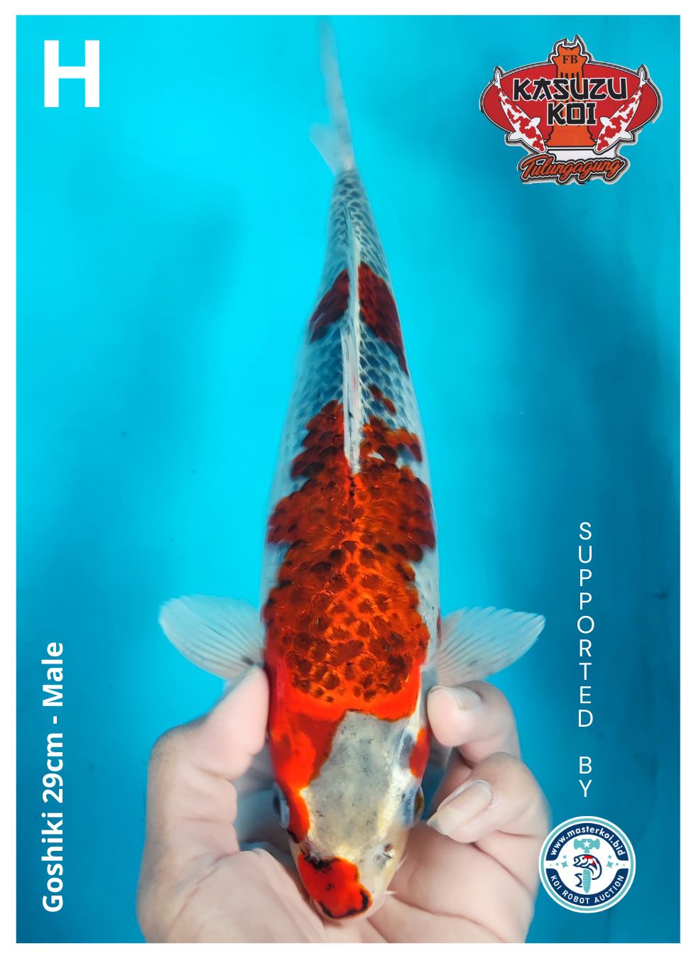 Lelang Koi Online, Jual Beli Ikan Koi, Pusat Jual Beli Koi, Info Lelang Koi Hari Ini, Platform Jual Beli Koi, Jual Beli Ikan Koi Online, Marketplace Ikan Koi, Jual Koi Terbaik, Tempat Beli Koi Berkualitas, Pasar Ikan Koi Online Terpercaya, Penjual Ikan Koi Terpercaya, Beli Koi Hias Online, Ikan Koi untuk Dijual, Koi Kualitas Terbaik, Toko Online Ikan Koi, Koi Hias Untuk Dijual, Jual Beli Ikan Koi Lokal, Koi Indonesia Online, Pusat Jual Beli Koi Terbesar