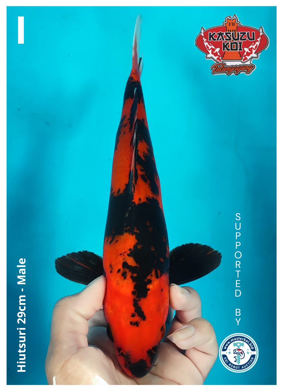 Lelang Koi Online, Jual Beli Ikan Koi, Pusat Jual Beli Koi, Info Lelang Koi Hari Ini, Platform Jual Beli Koi, Jual Beli Ikan Koi Online, Marketplace Ikan Koi, Jual Koi Terbaik, Tempat Beli Koi Berkualitas, Pasar Ikan Koi Online Terpercaya, Penjual Ikan Koi Terpercaya, Beli Koi Hias Online, Ikan Koi untuk Dijual, Koi Kualitas Terbaik, Toko Online Ikan Koi, Koi Hias Untuk Dijual, Jual Beli Ikan Koi Lokal, Koi Indonesia Online, Pusat Jual Beli Koi Terbesar