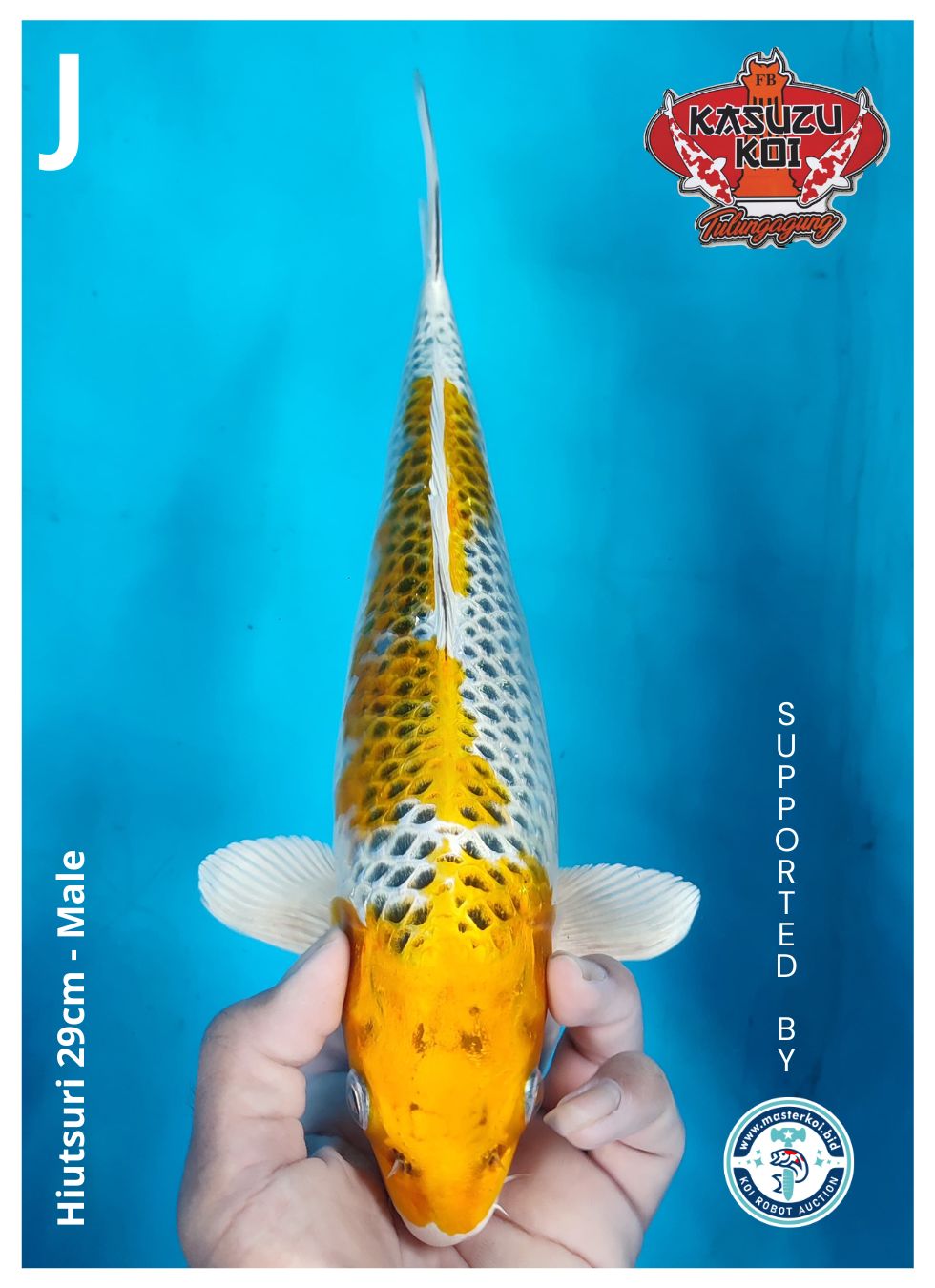 Lelang Koi Online, Jual Beli Ikan Koi, Pusat Jual Beli Koi, Info Lelang Koi Hari Ini, Platform Jual Beli Koi, Jual Beli Ikan Koi Online, Marketplace Ikan Koi, Jual Koi Terbaik, Tempat Beli Koi Berkualitas, Pasar Ikan Koi Online Terpercaya, Penjual Ikan Koi Terpercaya, Beli Koi Hias Online, Ikan Koi untuk Dijual, Koi Kualitas Terbaik, Toko Online Ikan Koi, Koi Hias Untuk Dijual, Jual Beli Ikan Koi Lokal, Koi Indonesia Online, Pusat Jual Beli Koi Terbesar