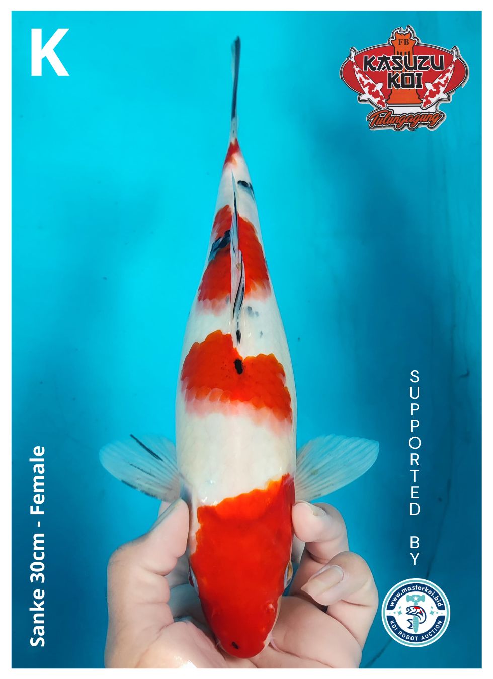 Lelang Koi Online, Jual Beli Ikan Koi, Pusat Jual Beli Koi, Info Lelang Koi Hari Ini, Platform Jual Beli Koi, Jual Beli Ikan Koi Online, Marketplace Ikan Koi, Jual Koi Terbaik, Tempat Beli Koi Berkualitas, Pasar Ikan Koi Online Terpercaya, Penjual Ikan Koi Terpercaya, Beli Koi Hias Online, Ikan Koi untuk Dijual, Koi Kualitas Terbaik, Toko Online Ikan Koi, Koi Hias Untuk Dijual, Jual Beli Ikan Koi Lokal, Koi Indonesia Online, Pusat Jual Beli Koi Terbesar