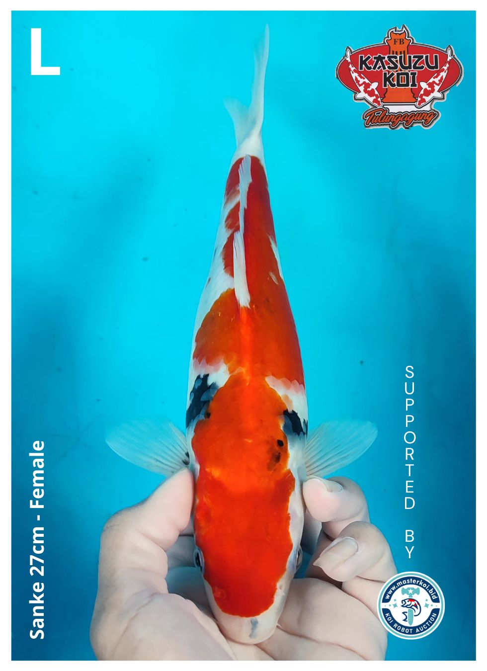 Lelang Koi Online, Jual Beli Ikan Koi, Pusat Jual Beli Koi, Info Lelang Koi Hari Ini, Platform Jual Beli Koi, Jual Beli Ikan Koi Online, Marketplace Ikan Koi, Jual Koi Terbaik, Tempat Beli Koi Berkualitas, Pasar Ikan Koi Online Terpercaya, Penjual Ikan Koi Terpercaya, Beli Koi Hias Online, Ikan Koi untuk Dijual, Koi Kualitas Terbaik, Toko Online Ikan Koi, Koi Hias Untuk Dijual, Jual Beli Ikan Koi Lokal, Koi Indonesia Online, Pusat Jual Beli Koi Terbesar