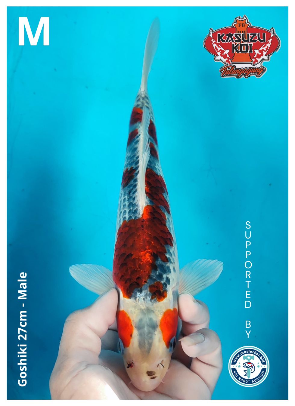 Lelang Koi Online, Jual Beli Ikan Koi, Pusat Jual Beli Koi, Info Lelang Koi Hari Ini, Platform Jual Beli Koi, Jual Beli Ikan Koi Online, Marketplace Ikan Koi, Jual Koi Terbaik, Tempat Beli Koi Berkualitas, Pasar Ikan Koi Online Terpercaya, Penjual Ikan Koi Terpercaya, Beli Koi Hias Online, Ikan Koi untuk Dijual, Koi Kualitas Terbaik, Toko Online Ikan Koi, Koi Hias Untuk Dijual, Jual Beli Ikan Koi Lokal, Koi Indonesia Online, Pusat Jual Beli Koi Terbesar