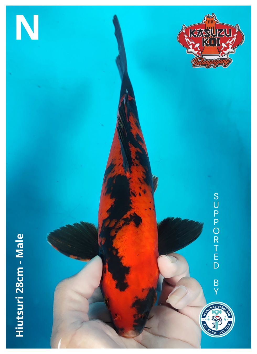 Lelang Koi Online, Jual Beli Ikan Koi, Pusat Jual Beli Koi, Info Lelang Koi Hari Ini, Platform Jual Beli Koi, Jual Beli Ikan Koi Online, Marketplace Ikan Koi, Jual Koi Terbaik, Tempat Beli Koi Berkualitas, Pasar Ikan Koi Online Terpercaya, Penjual Ikan Koi Terpercaya, Beli Koi Hias Online, Ikan Koi untuk Dijual, Koi Kualitas Terbaik, Toko Online Ikan Koi, Koi Hias Untuk Dijual, Jual Beli Ikan Koi Lokal, Koi Indonesia Online, Pusat Jual Beli Koi Terbesar