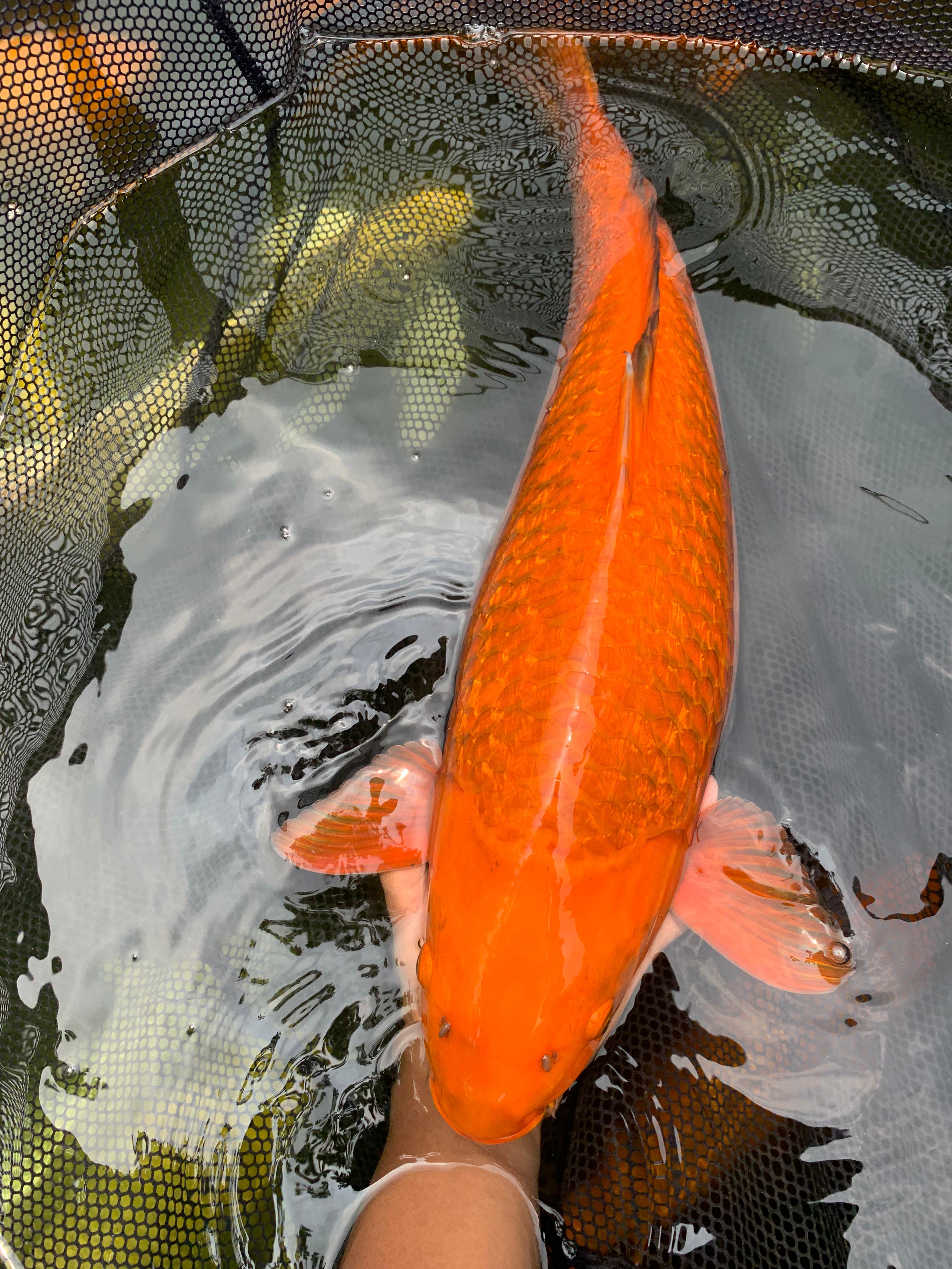 Lelang Koi Online, Jual Beli Ikan Koi, Pusat Jual Beli Koi, Info Lelang Koi Hari Ini, Platform Jual Beli Koi, Jual Beli Ikan Koi Online, Marketplace Ikan Koi, Jual Koi Terbaik, Tempat Beli Koi Berkualitas, Pasar Ikan Koi Online Terpercaya, Penjual Ikan Koi Terpercaya, Beli Koi Hias Online, Ikan Koi untuk Dijual, Koi Kualitas Terbaik, Toko Online Ikan Koi, Koi Hias Untuk Dijual, Jual Beli Ikan Koi Lokal, Koi Indonesia Online, Pusat Jual Beli Koi Terbesar