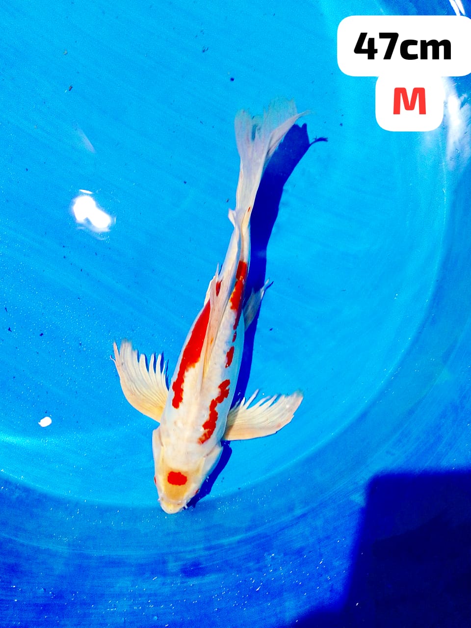 Lelang Koi Online, Jual Beli Ikan Koi, Pusat Jual Beli Koi, Info Lelang Koi Hari Ini, Platform Jual Beli Koi, Jual Beli Ikan Koi Online, Marketplace Ikan Koi, Jual Koi Terbaik, Tempat Beli Koi Berkualitas, Pasar Ikan Koi Online Terpercaya, Penjual Ikan Koi Terpercaya, Beli Koi Hias Online, Ikan Koi untuk Dijual, Koi Kualitas Terbaik, Toko Online Ikan Koi, Koi Hias Untuk Dijual, Jual Beli Ikan Koi Lokal, Koi Indonesia Online, Pusat Jual Beli Koi Terbesar