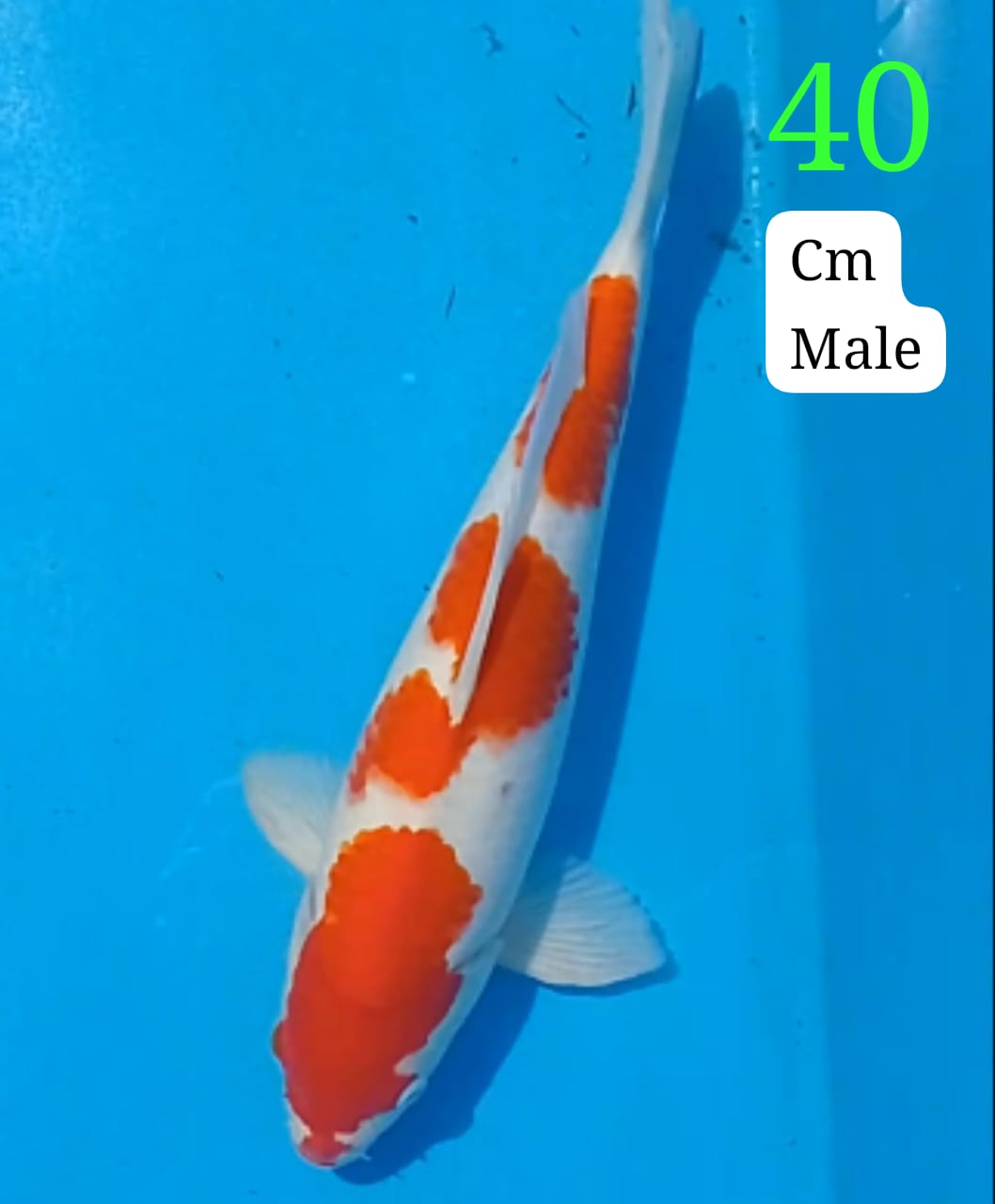 Lelang Koi Online, Jual Beli Ikan Koi, Pusat Jual Beli Koi, Info Lelang Koi Hari Ini, Platform Jual Beli Koi, Jual Beli Ikan Koi Online, Marketplace Ikan Koi, Jual Koi Terbaik, Tempat Beli Koi Berkualitas, Pasar Ikan Koi Online Terpercaya, Penjual Ikan Koi Terpercaya, Beli Koi Hias Online, Ikan Koi untuk Dijual, Koi Kualitas Terbaik, Toko Online Ikan Koi, Koi Hias Untuk Dijual, Jual Beli Ikan Koi Lokal, Koi Indonesia Online, Pusat Jual Beli Koi Terbesar