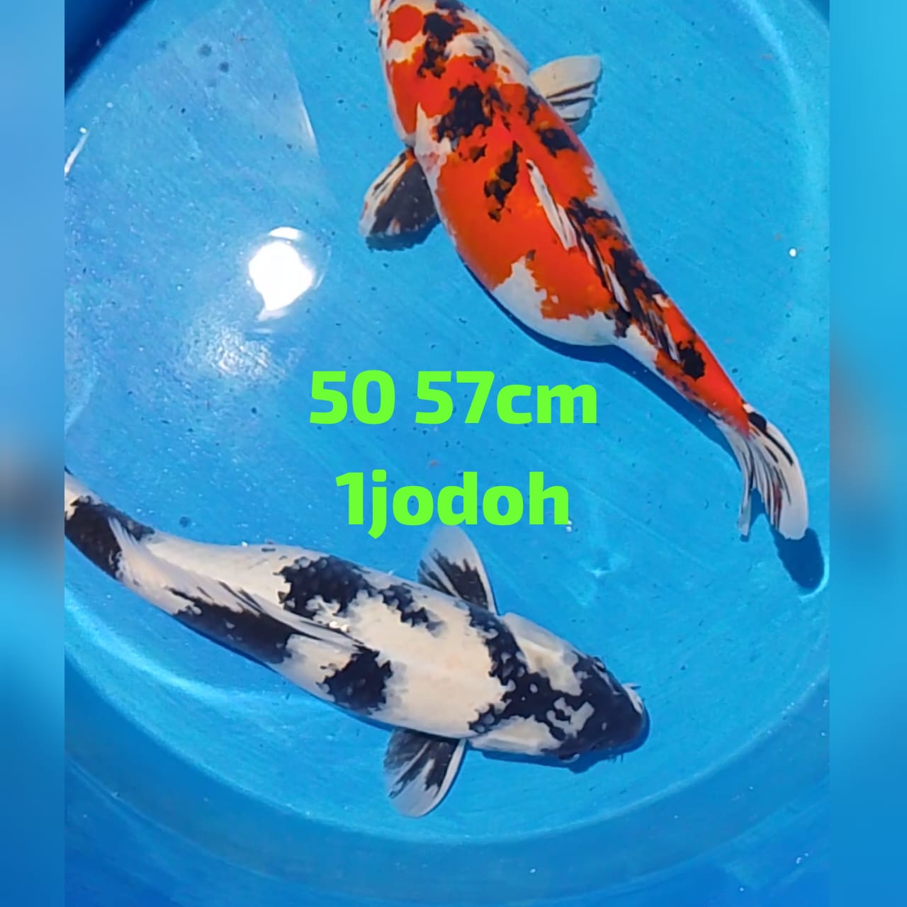 Lelang Koi Online, Jual Beli Ikan Koi, Pusat Jual Beli Koi, Info Lelang Koi Hari Ini, Platform Jual Beli Koi, Jual Beli Ikan Koi Online, Marketplace Ikan Koi, Jual Koi Terbaik, Tempat Beli Koi Berkualitas, Pasar Ikan Koi Online Terpercaya, Penjual Ikan Koi Terpercaya, Beli Koi Hias Online, Ikan Koi untuk Dijual, Koi Kualitas Terbaik, Toko Online Ikan Koi, Koi Hias Untuk Dijual, Jual Beli Ikan Koi Lokal, Koi Indonesia Online, Pusat Jual Beli Koi Terbesar