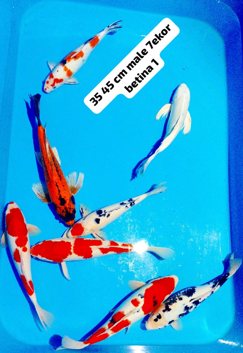 Lelang Koi Online, Jual Beli Ikan Koi, Pusat Jual Beli Koi, Info Lelang Koi Hari Ini, Platform Jual Beli Koi, Jual Beli Ikan Koi Online, Marketplace Ikan Koi, Jual Koi Terbaik, Tempat Beli Koi Berkualitas, Pasar Ikan Koi Online Terpercaya, Penjual Ikan Koi Terpercaya, Beli Koi Hias Online, Ikan Koi untuk Dijual, Koi Kualitas Terbaik, Toko Online Ikan Koi, Koi Hias Untuk Dijual, Jual Beli Ikan Koi Lokal, Koi Indonesia Online, Pusat Jual Beli Koi Terbesar